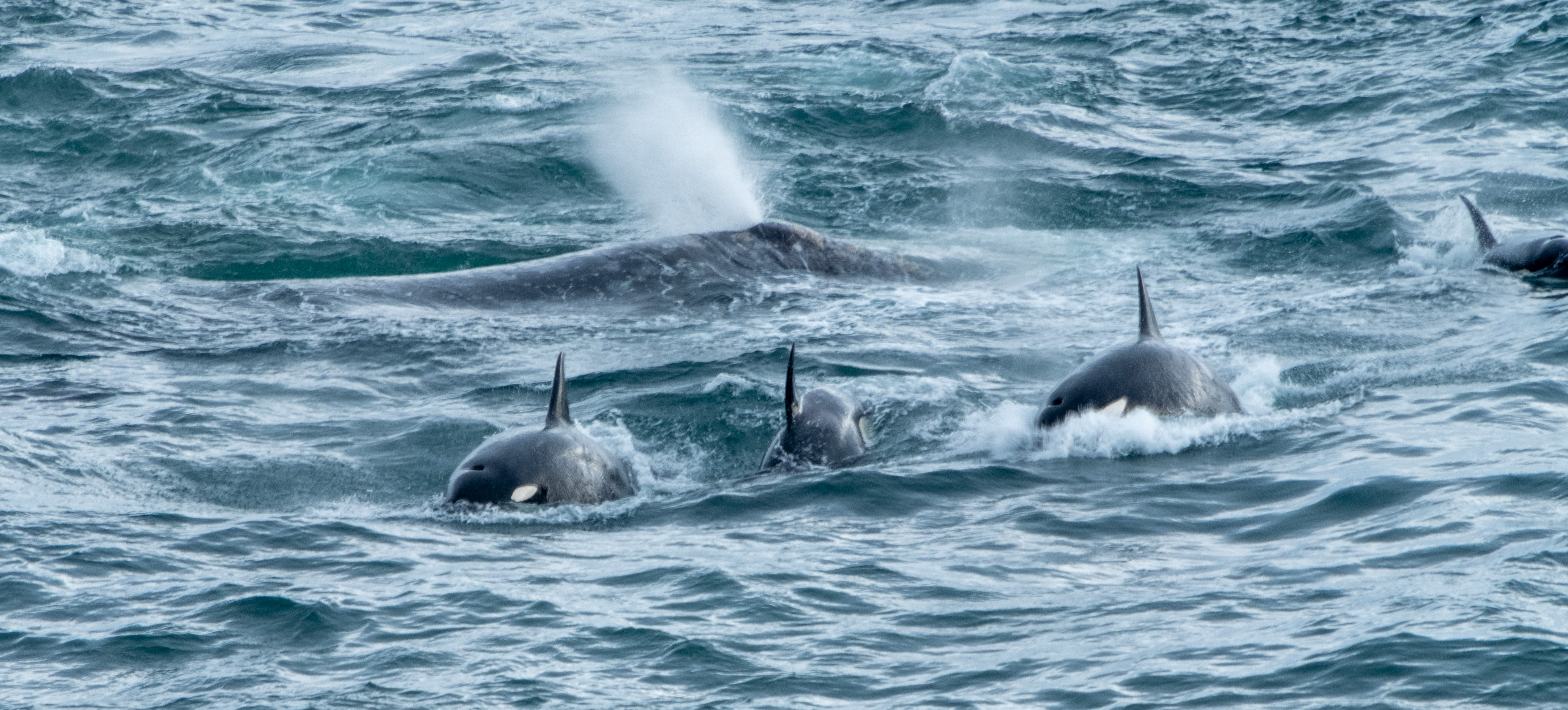 Pack of orcas hunt gray whales off Oregon's central coast - oregonlive.com