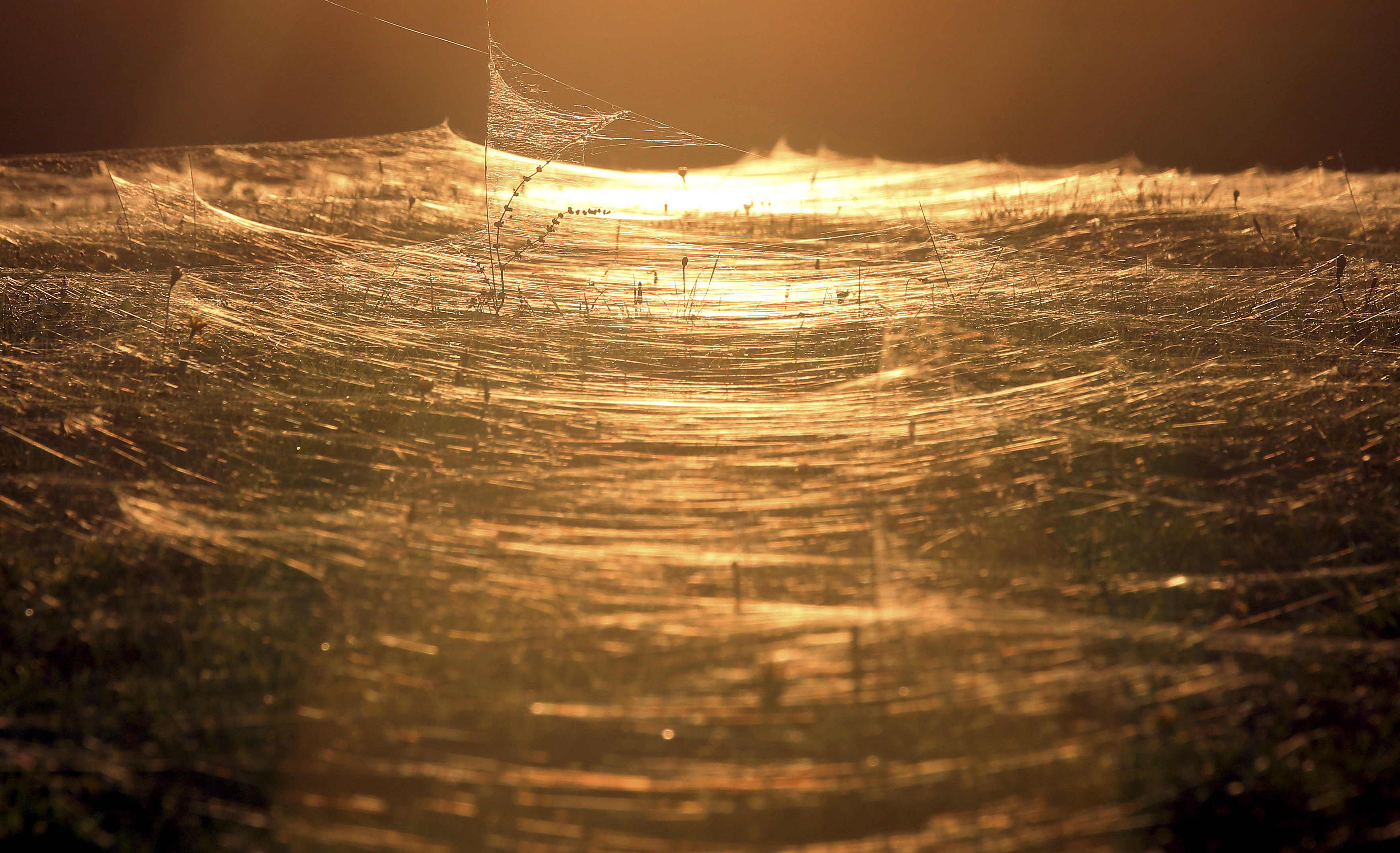 Spiders cover Australian region of Gippsland in cobwebs as they flee  flooding