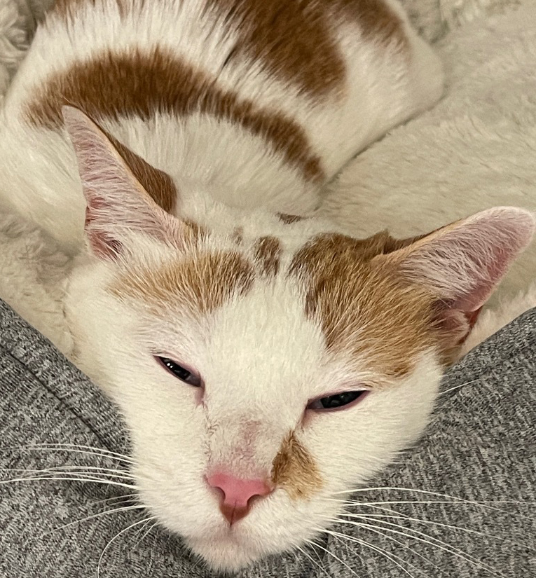 N.J. pets in need Oct. 4, 2021