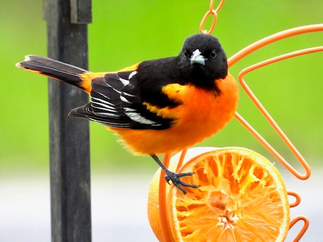 Backyard birdwatching: Baltimore oriole enjoys an orange in Dutchess