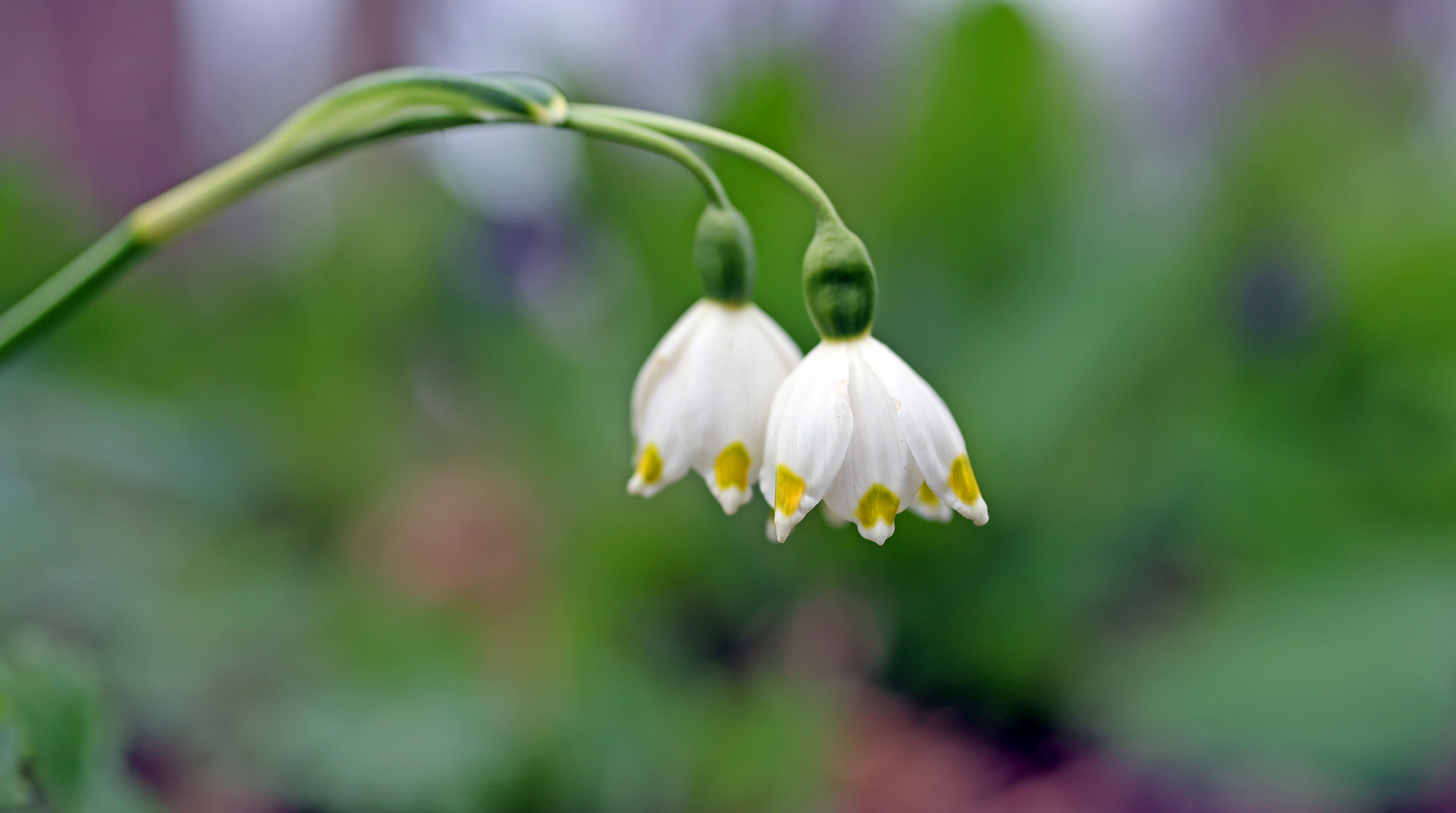 Spring blooms in northeast Ohio, March 19, 2024 - cleveland.com