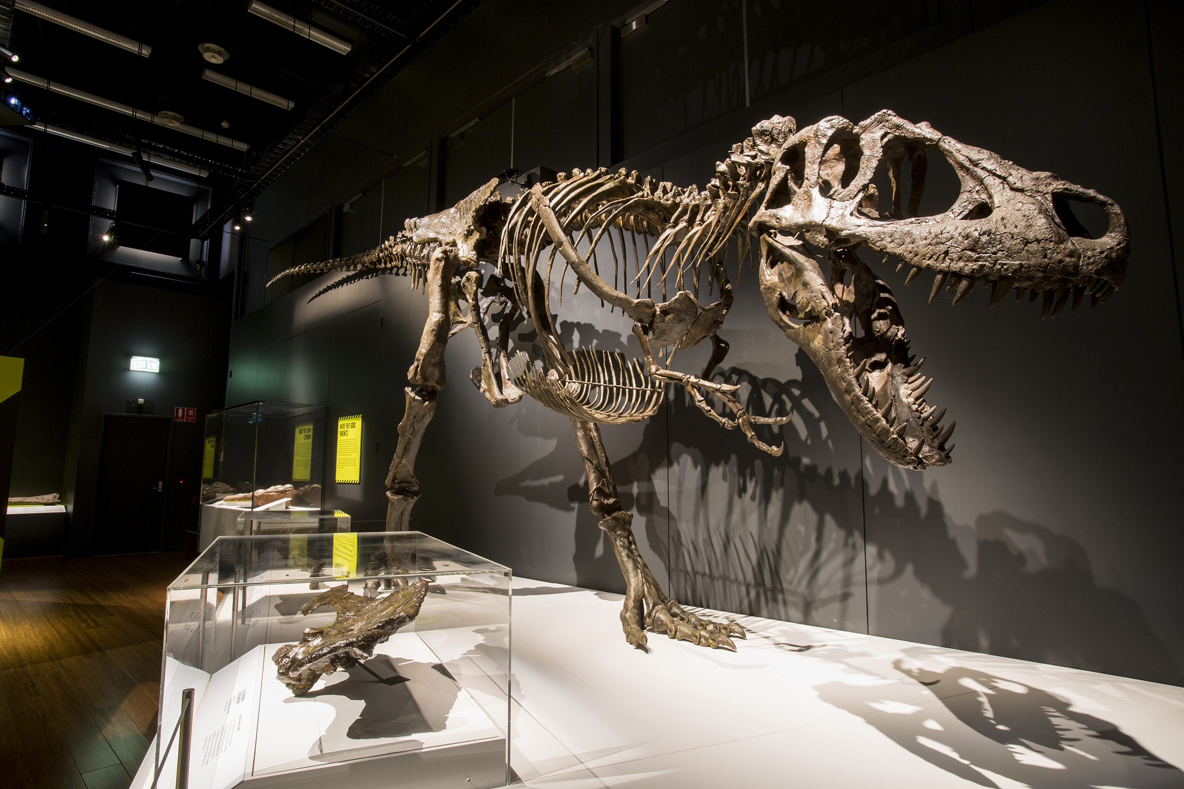 Massive T. rex exhibit stomping into Grand Rapids this October