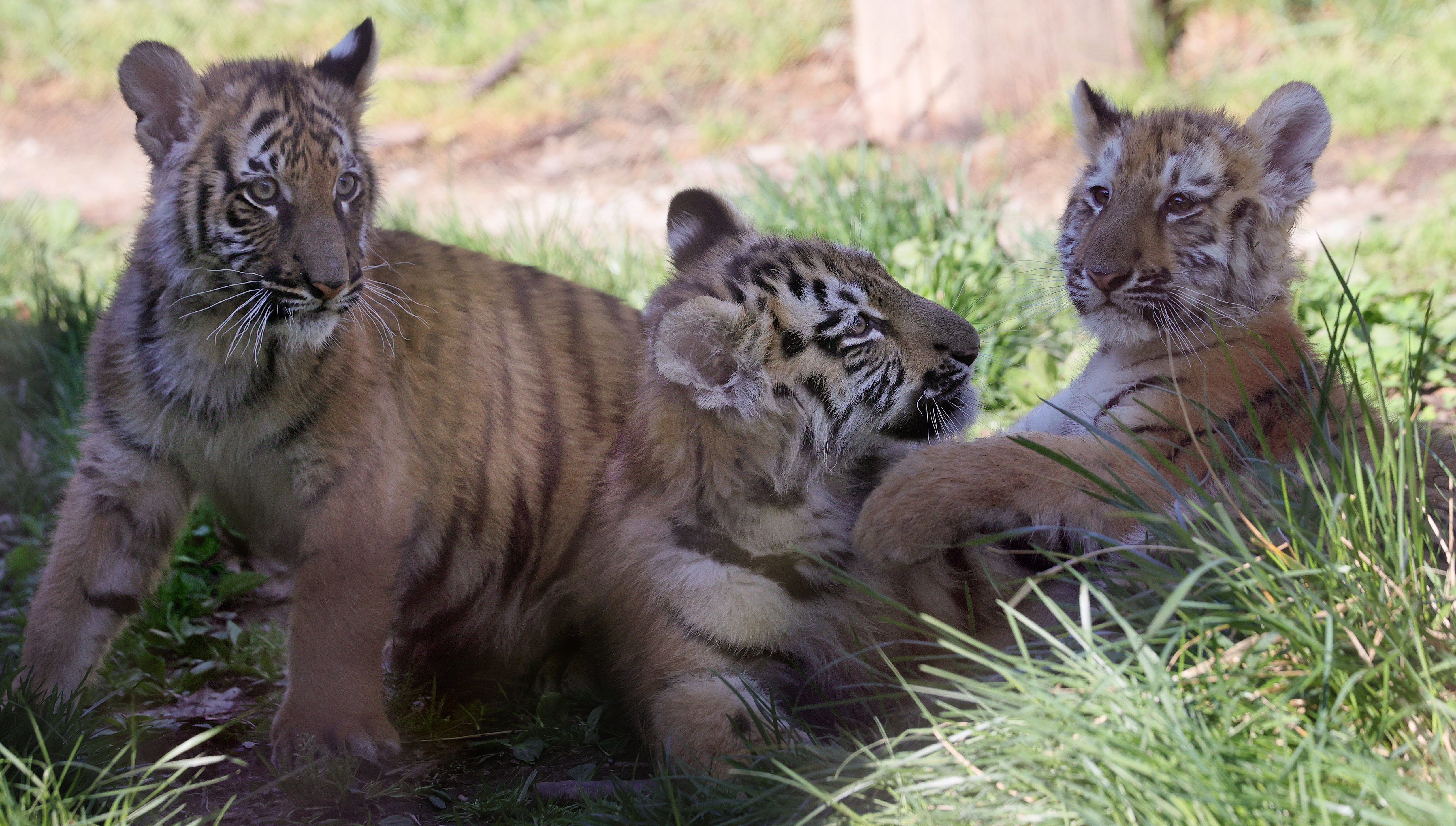 Tulsa Zoo welcomes new Malayan tiger cub