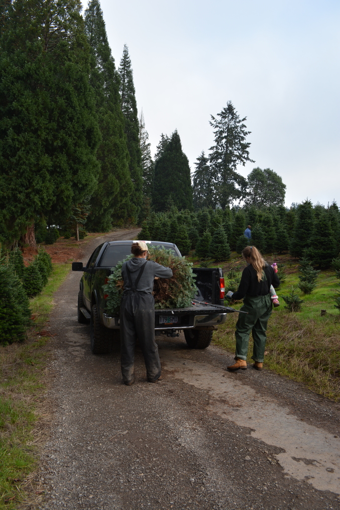 2020 Christmas trees in Oregon