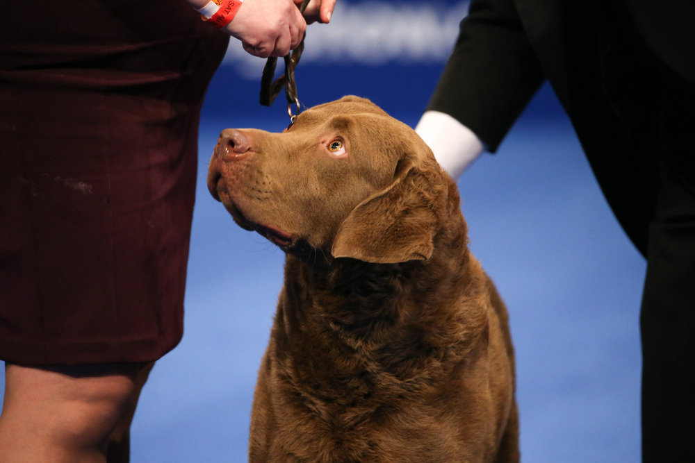 westminster dog show chesapeake bay retriever