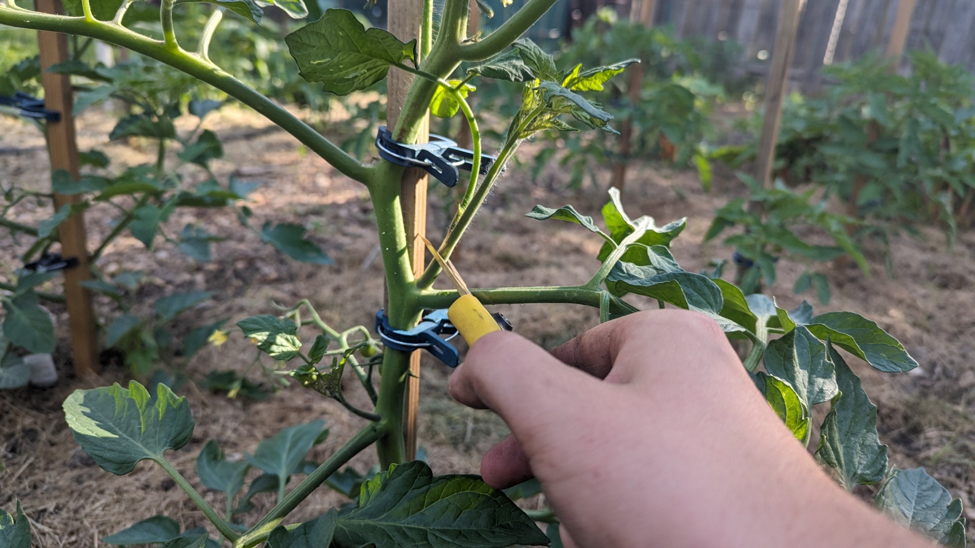 Pruning your tomato plants? Get real. - al.com