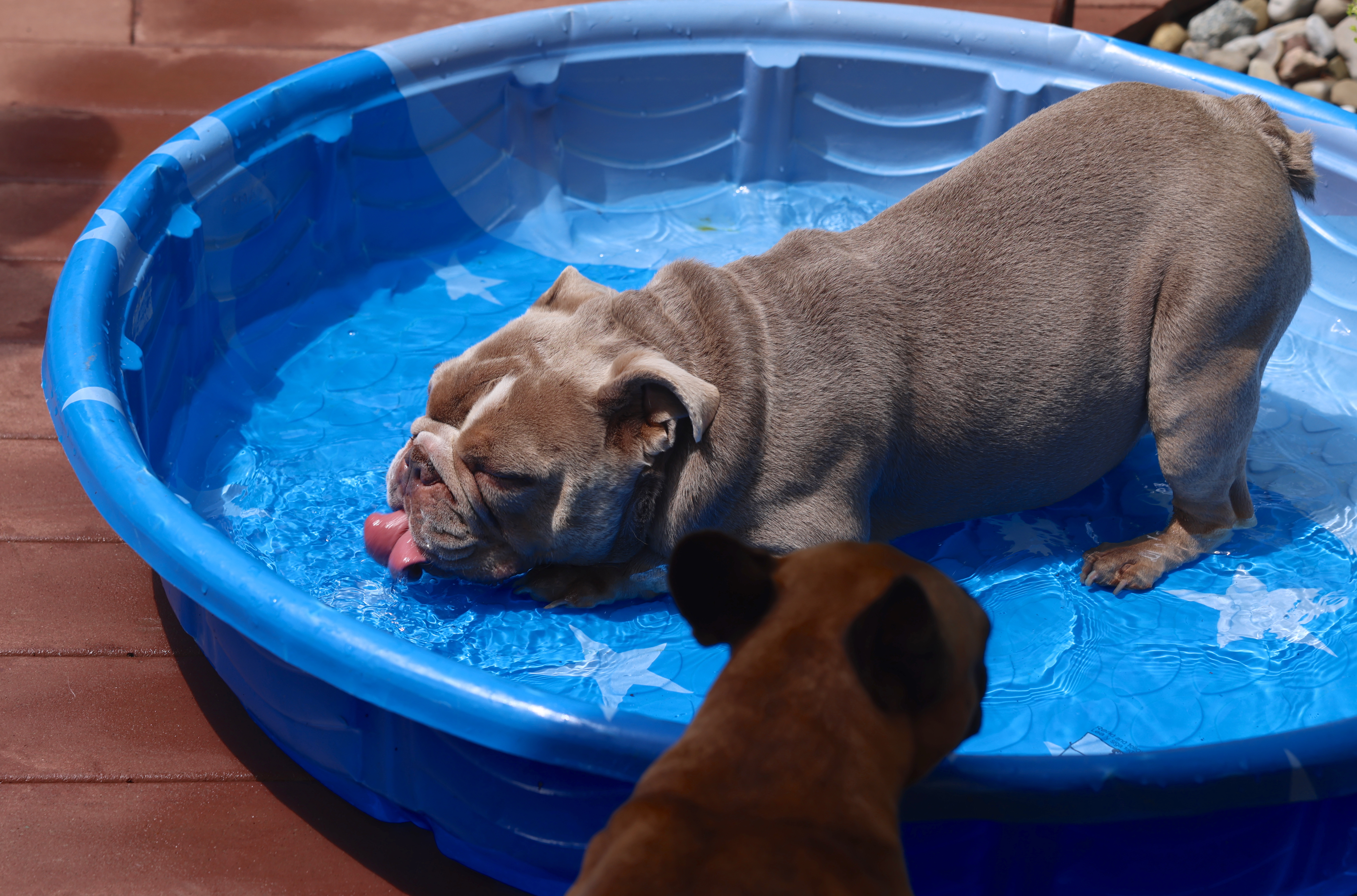 The Rock rescues French bulldog puppies after they fall into swimming pool  - ABC7 New York