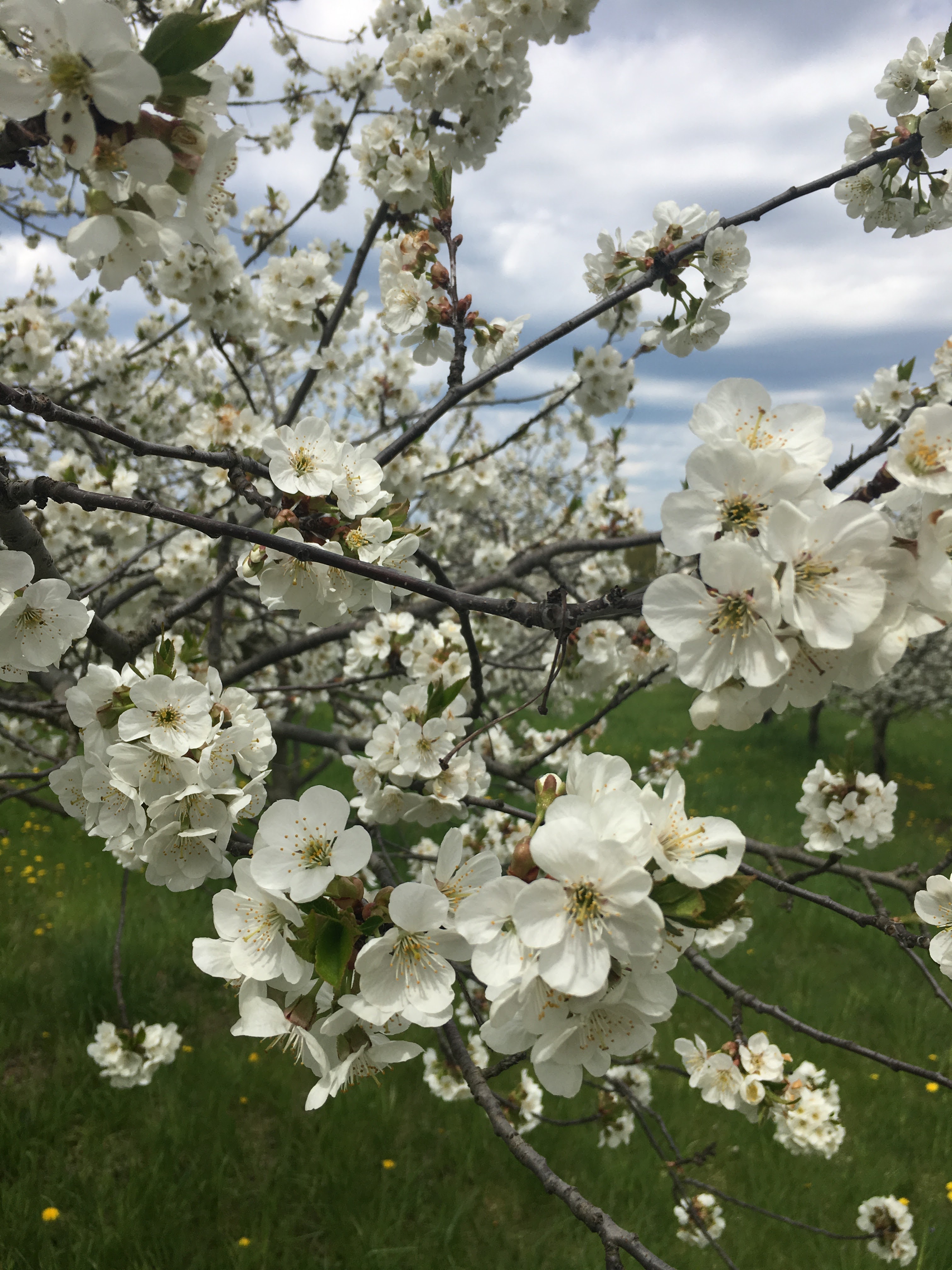 Cherry Blossoms  Spring in Traverse City, Michigan