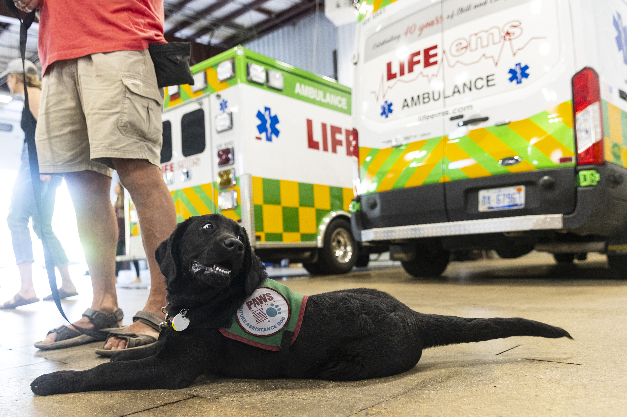 PAWS puppies get acclimated with ambulances - mlive.com