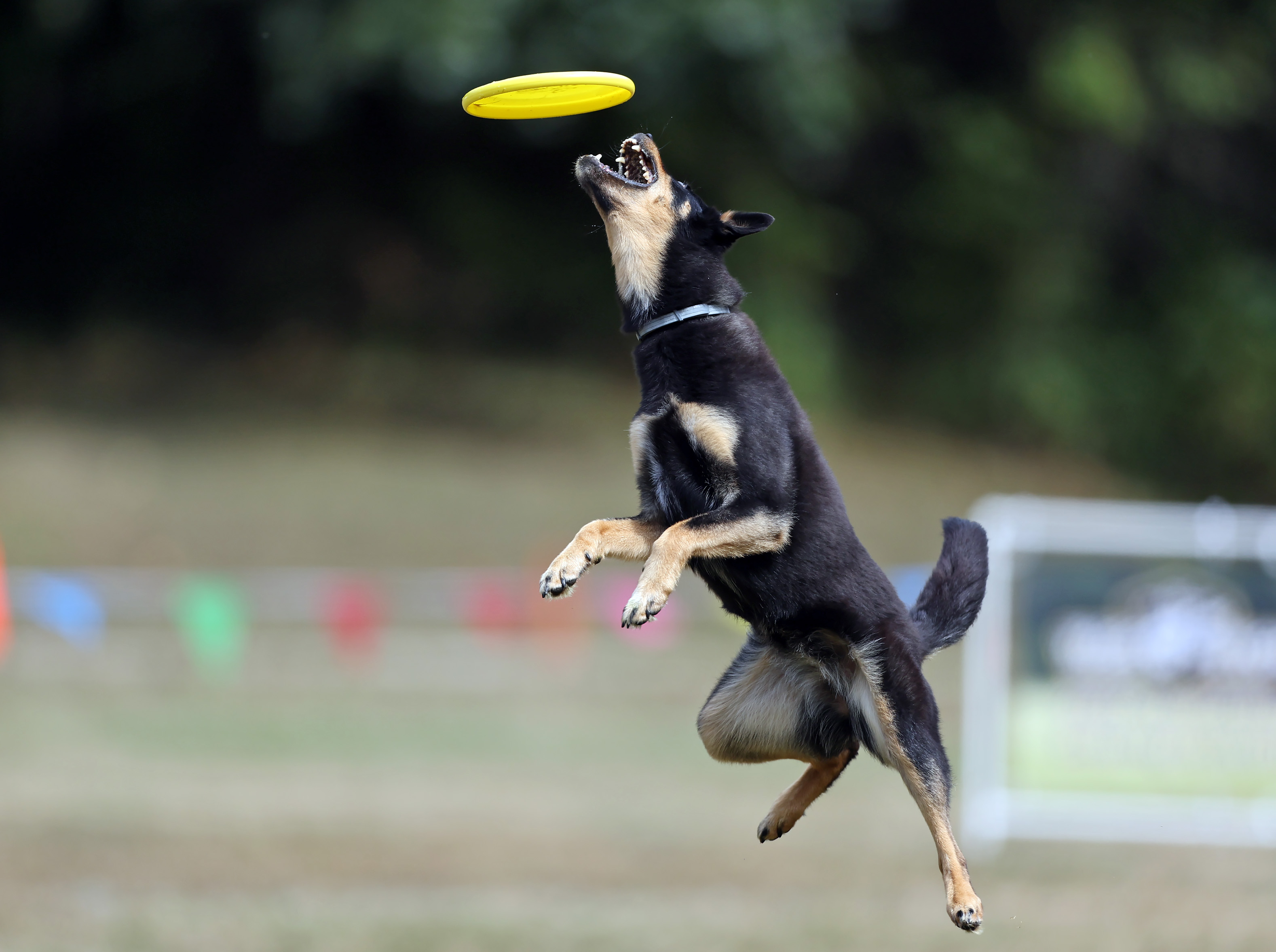 K9 Frisbee Toss & Fetch Worldwide Championship, September 6, 2025 ...