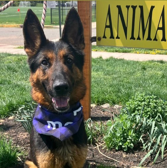 N.J. pets in need May 8, 2023