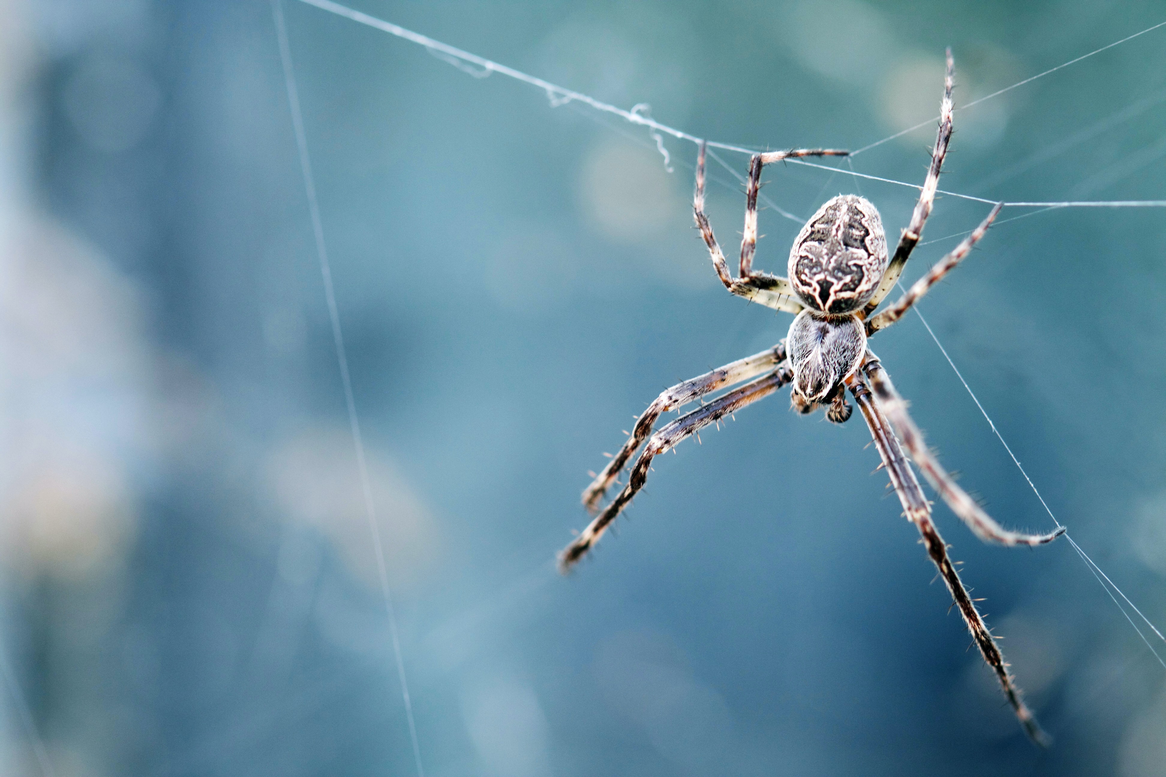 Spider. Пауки. Пауки России. Ядовитые пауки. Паук картинка.