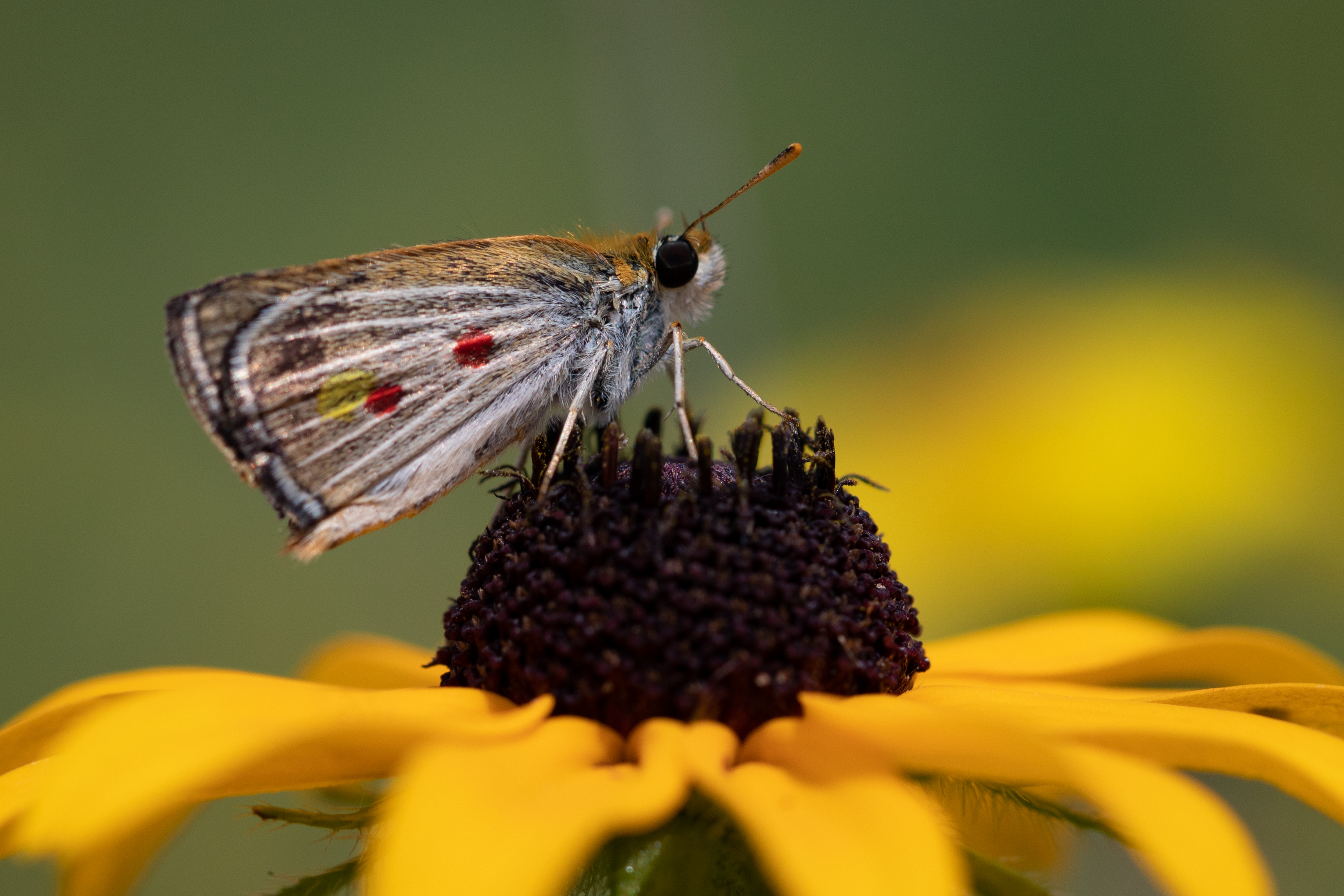 How the Butterfly Can Shape an Ecosystem and Why We Need to Protect Them -  One Green Planet