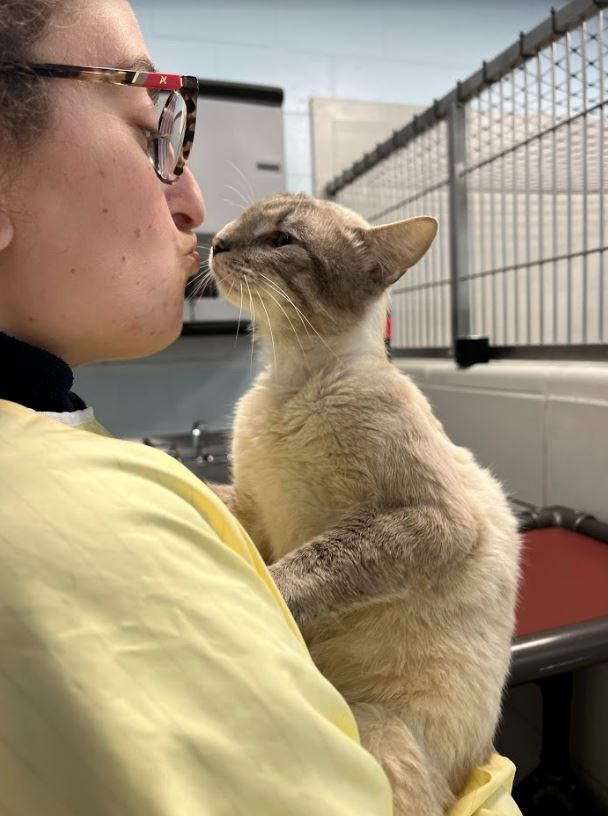 MSPCA teams up with NEAS to save dozens of cats from Kentucky floods ...