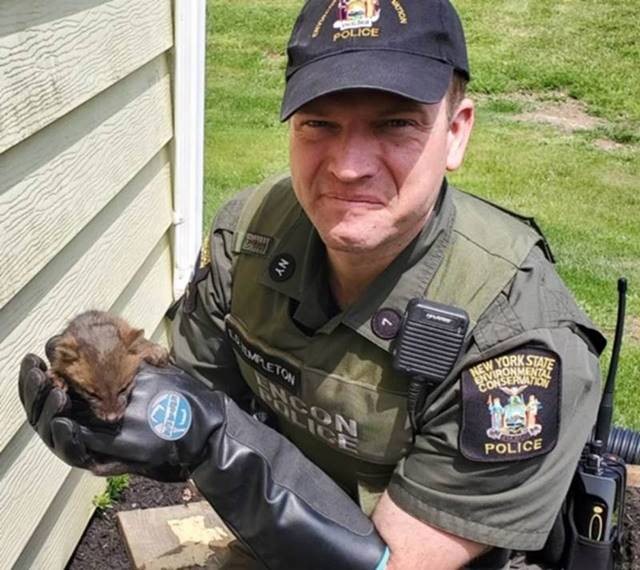 DEC police officers rescue kit, ducklings, bears, owls, and more