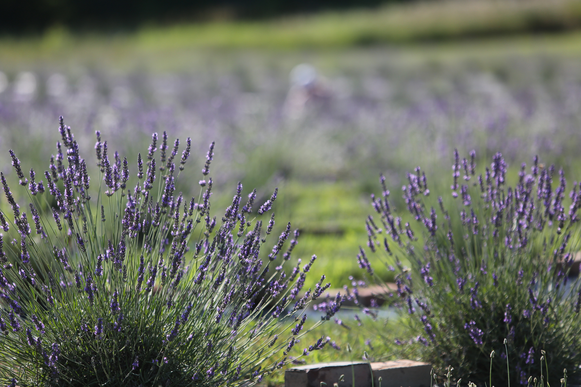 Lavender Trails Farm in Orrville