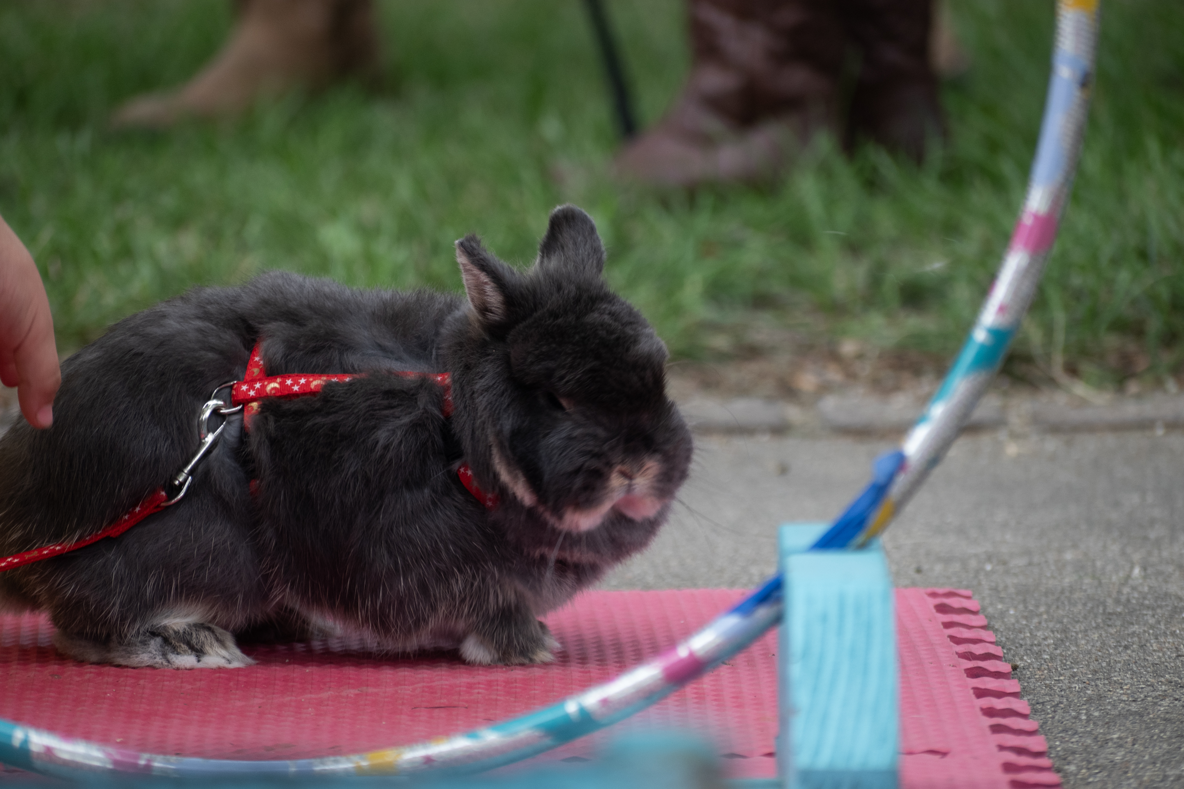 Animals are shown and sold at the Kalamazoo County Youth Fair - mlive.com