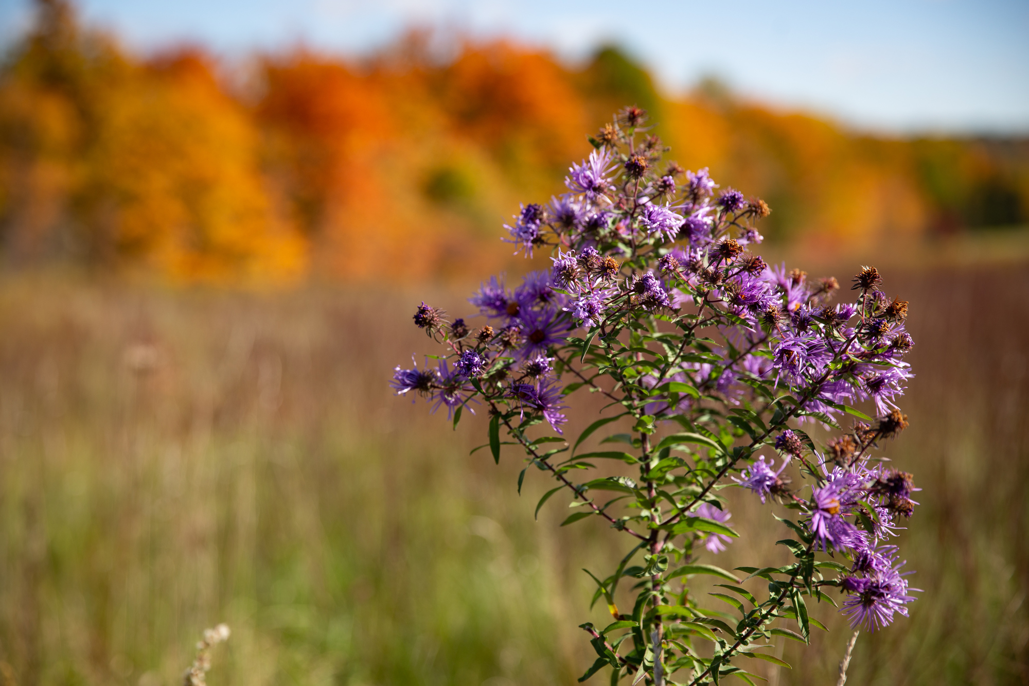 Fall colors in Northeast Ohio in 2020 - cleveland.com