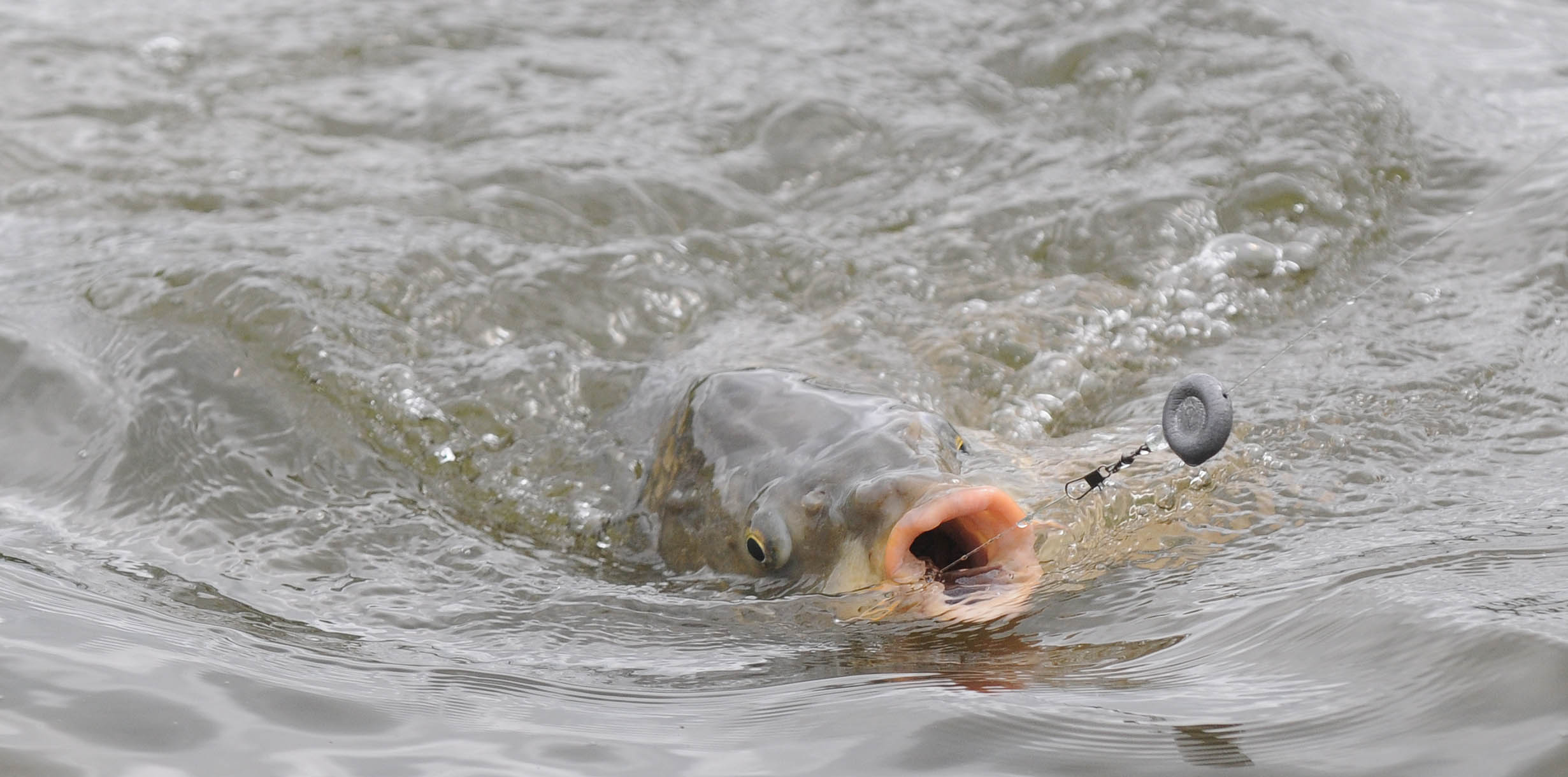 Year of the Carp: Finding Fish in Dirty Water 
