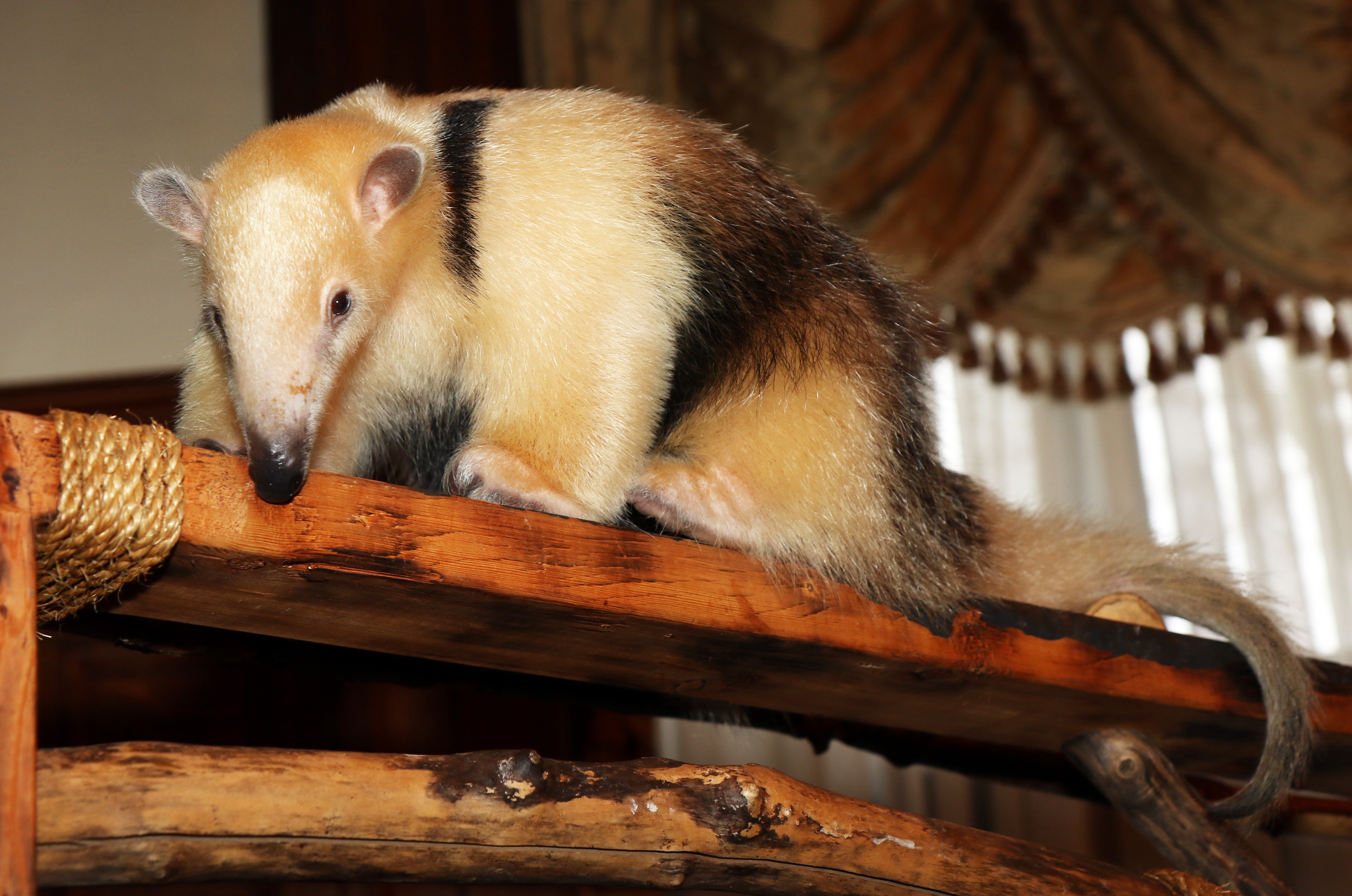 Anteater Southern Tamandua GIF - Anteater Southern Tamandua Cute