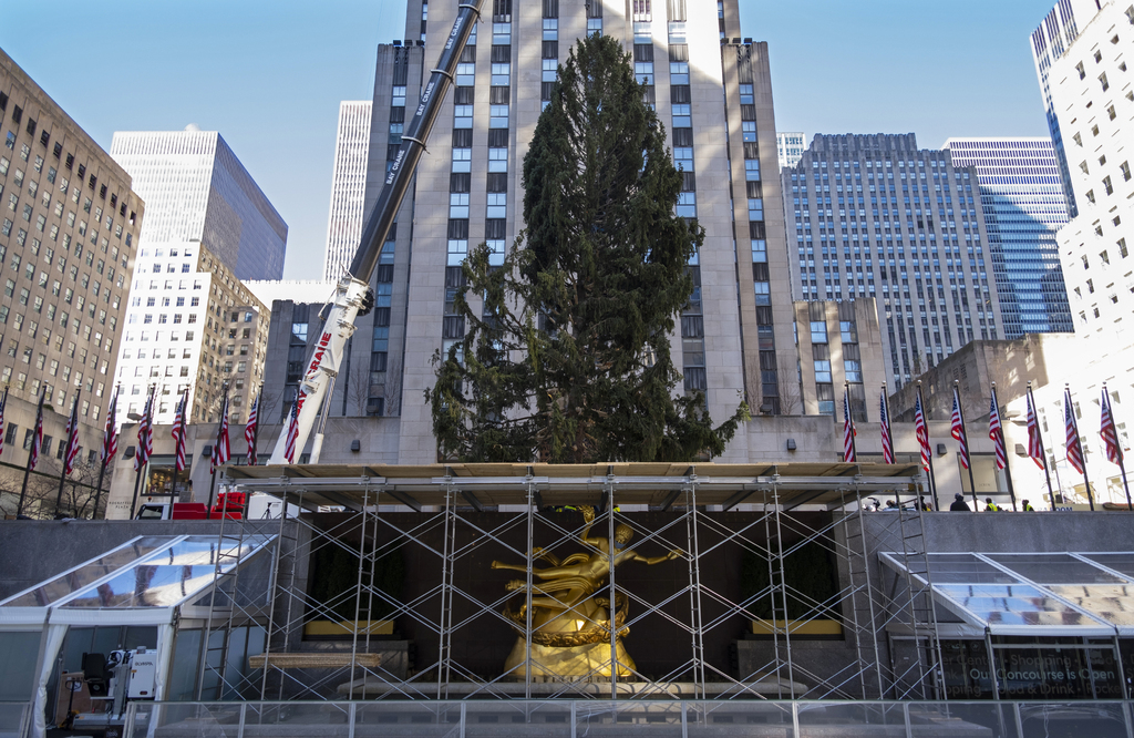 Is the Rockefeller Center Christmas Tree a 2020 Metaphor? What About the  Owl? - The New York Times