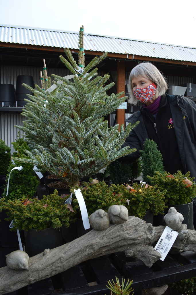 2020 Christmas trees in Oregon
