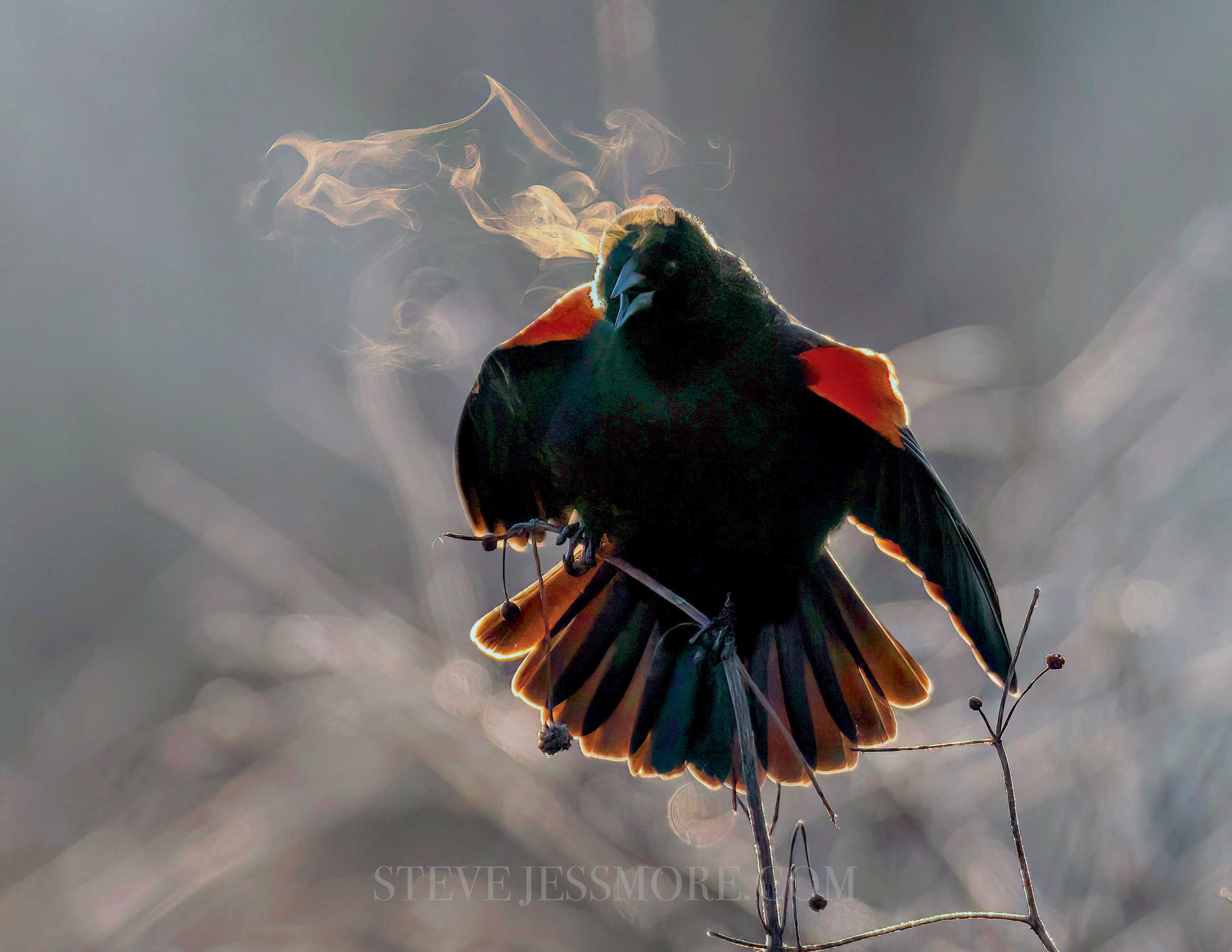 Steve Jessmore and The Reeds Lake Project