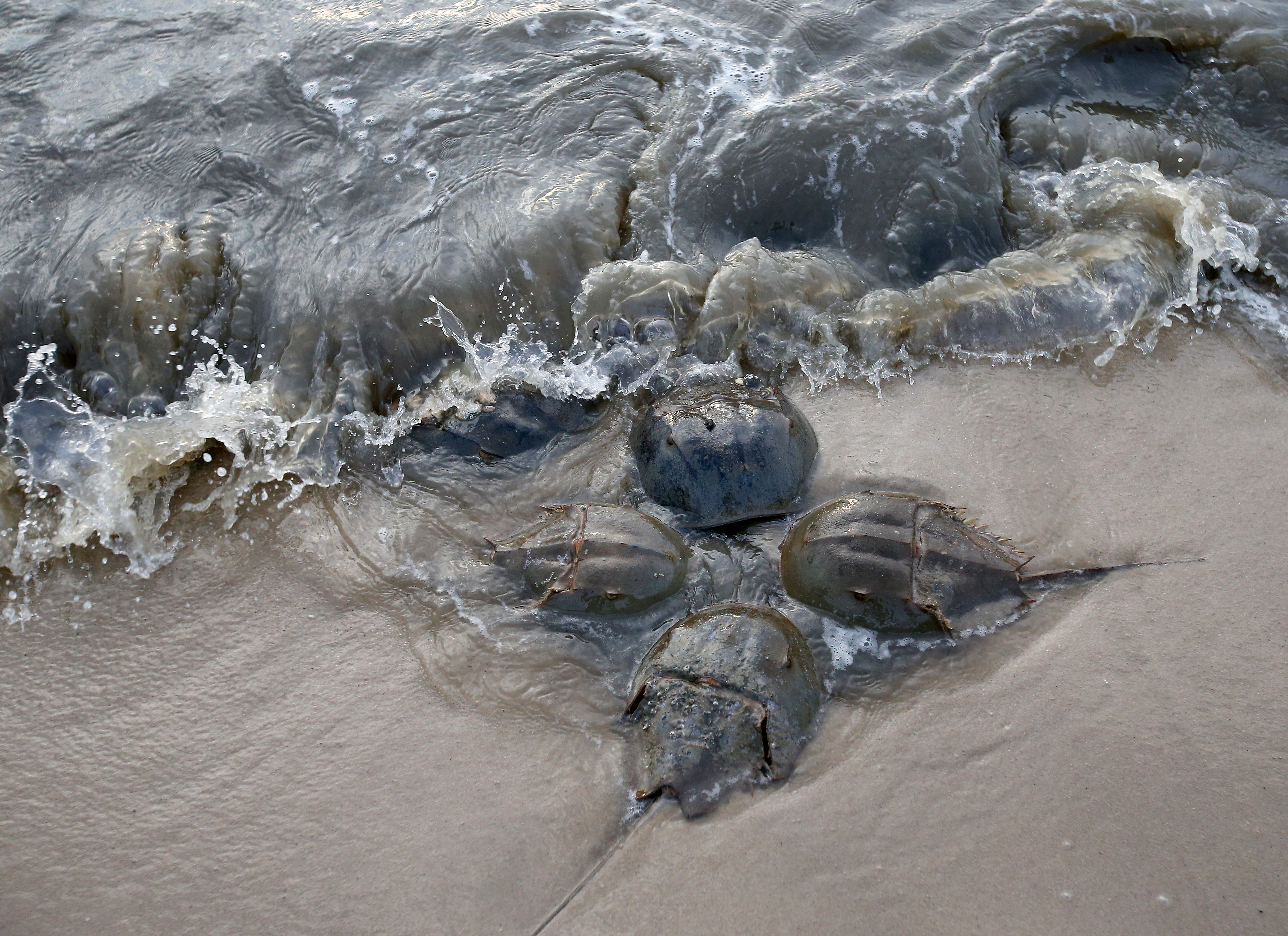 N.J.'s horseshoe crabs are vital to vaccine rollout. A battle for their  survival rages on. 