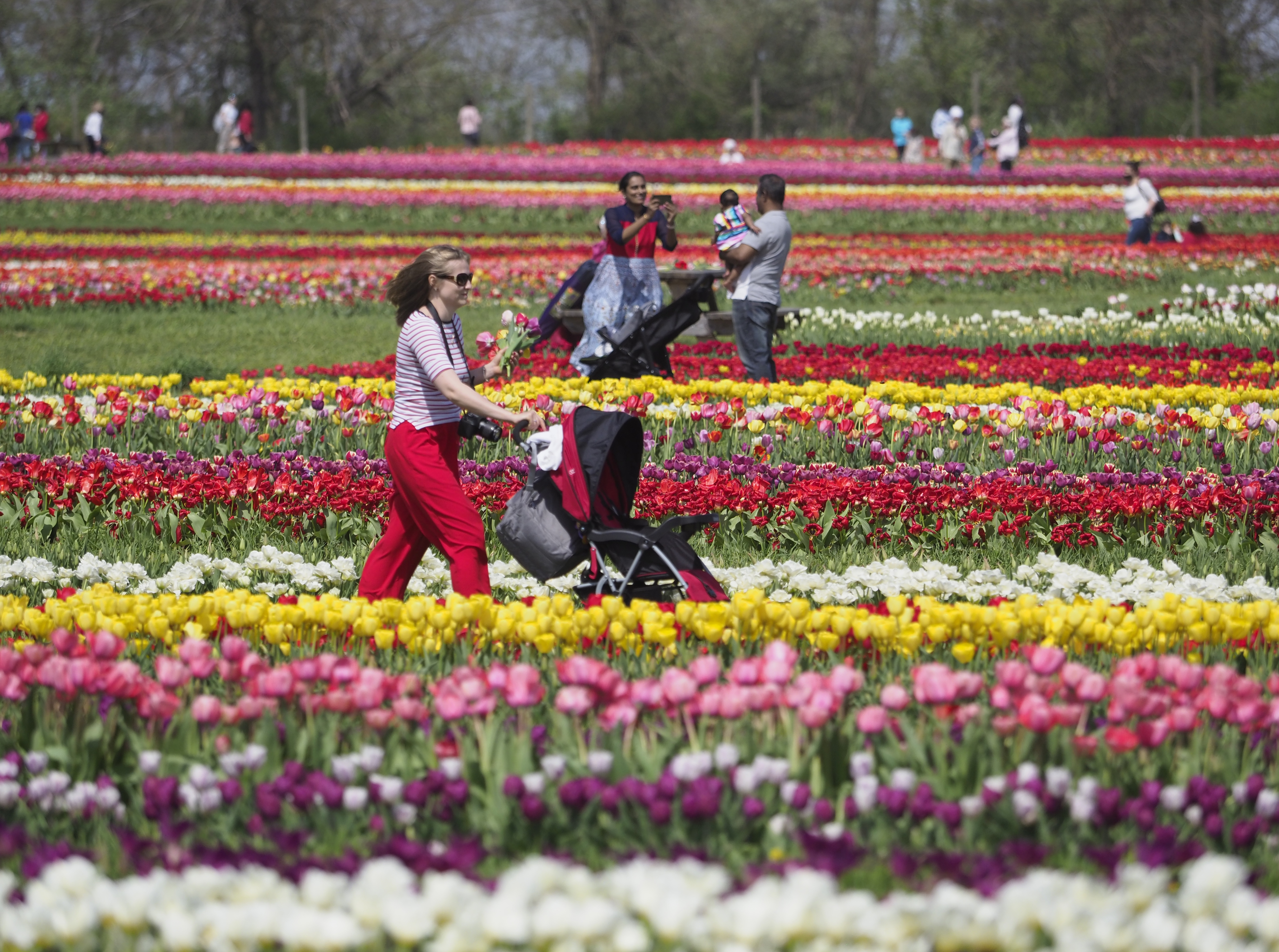 Tulip sightseers cause 'extreme' traffic jam, leaving N.J.