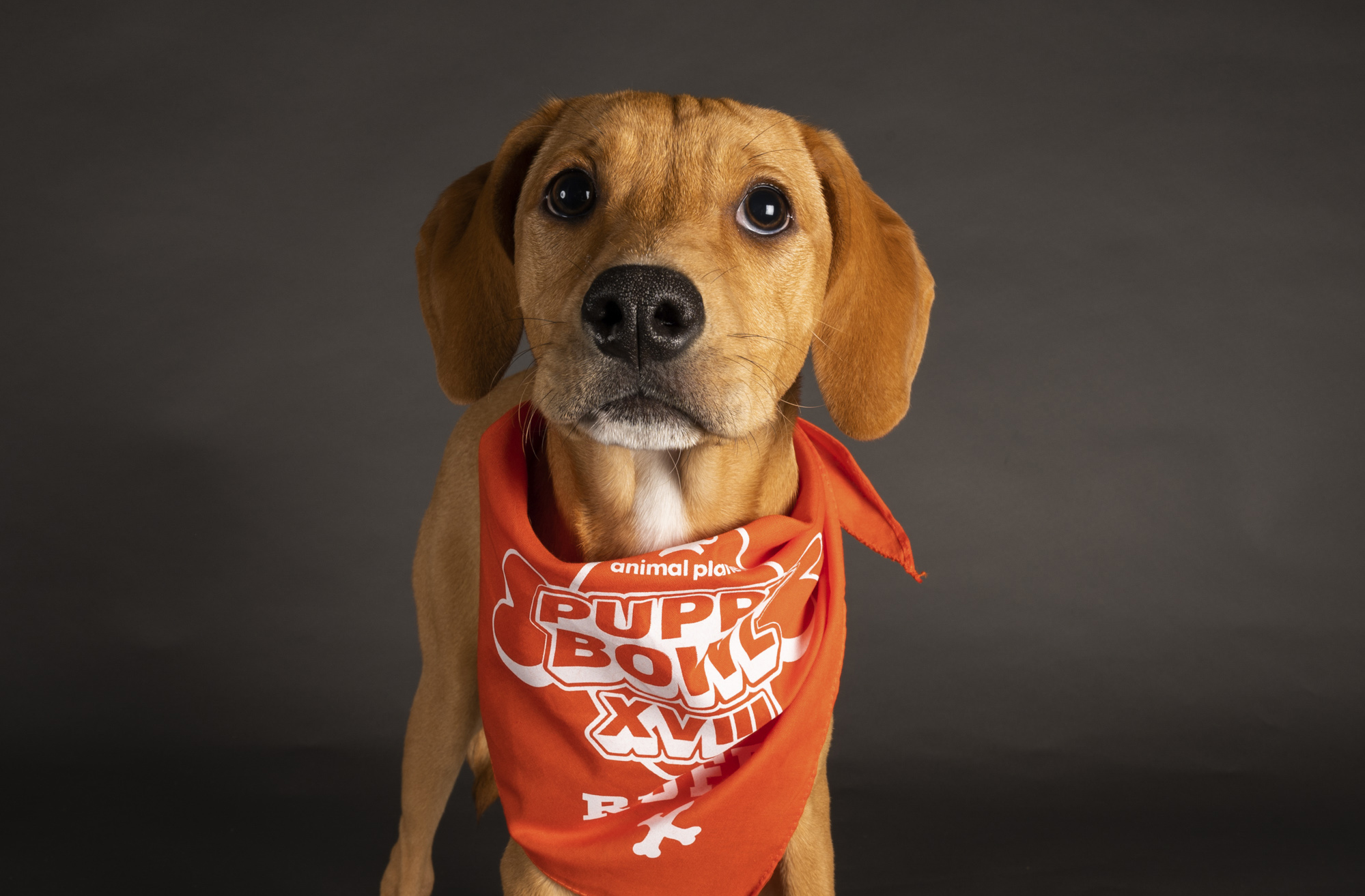Puppy Bowl to feature 13 adorable dogs from NY state (see photos) -  