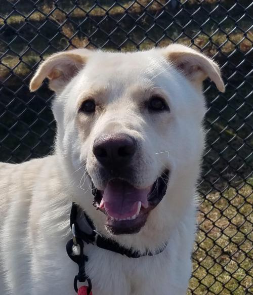 N.J. pets in need March 29, 2021