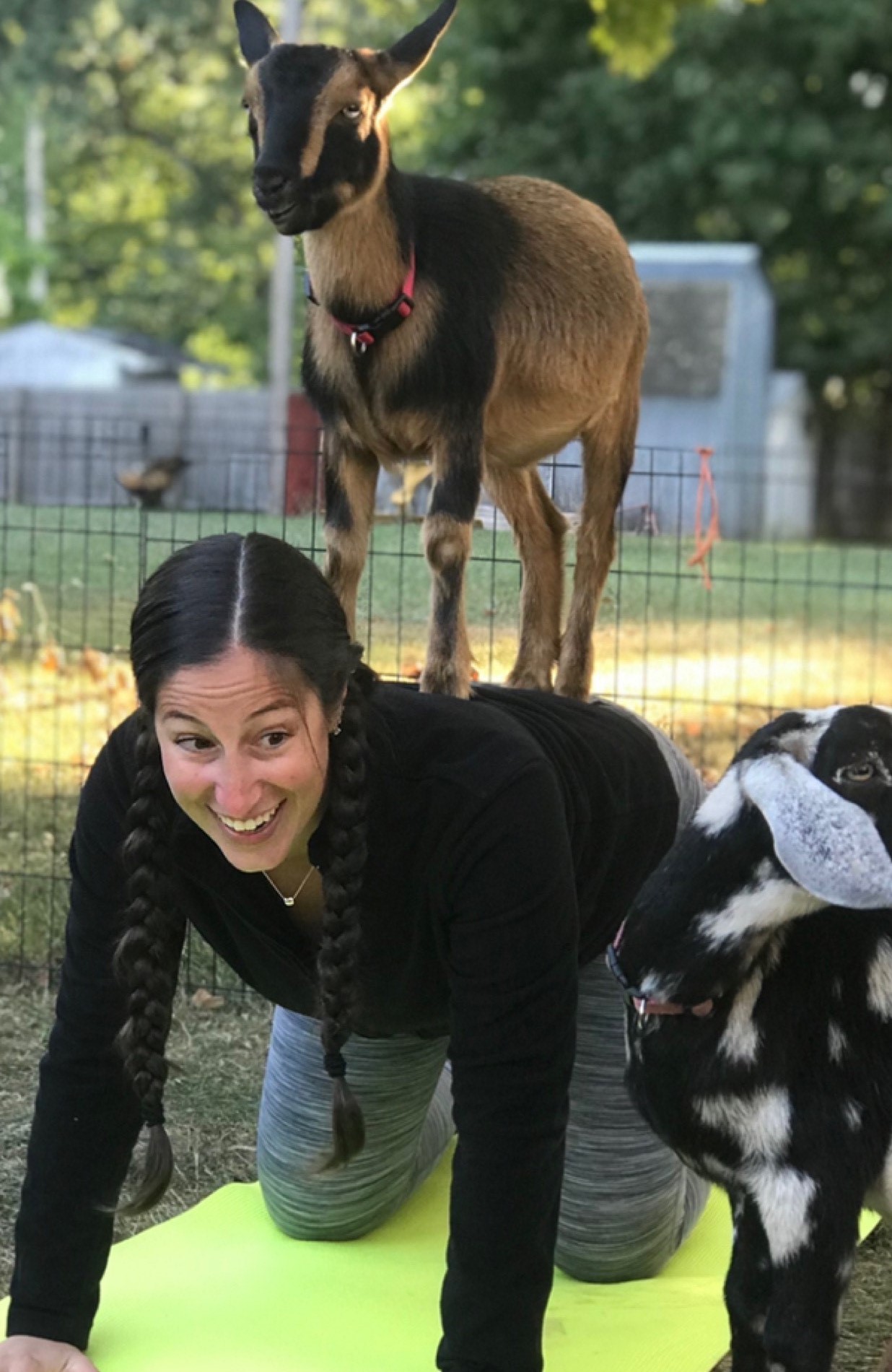 baby goat yoga cape cod