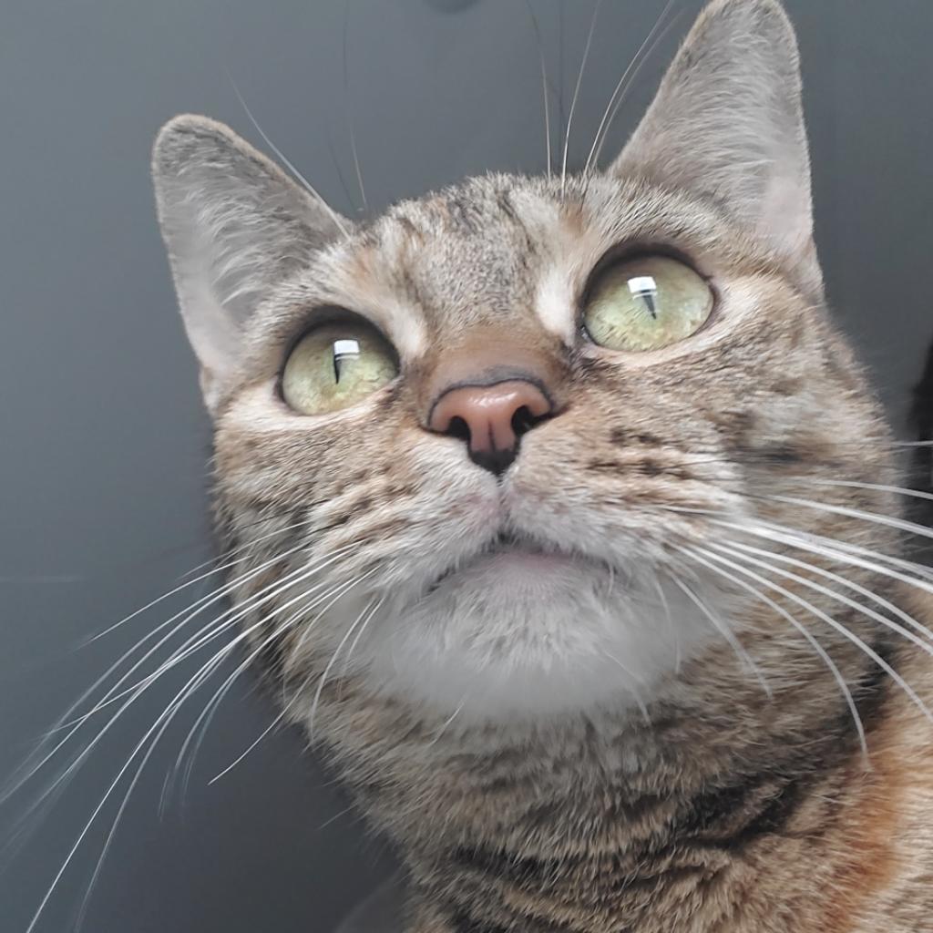 April is upon us...Shower yourself with a new pet! April 12