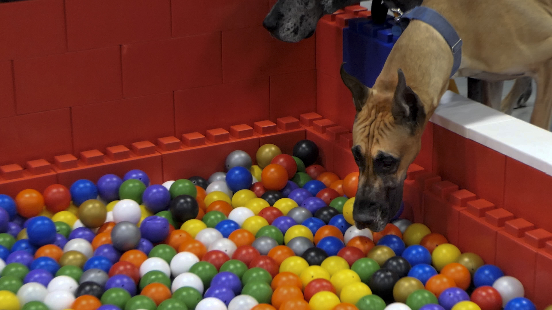 Super Pet Expo features social media sensation Dexter the Dog