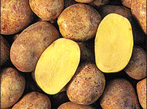 This old golden potato is still one of the best for home gardens