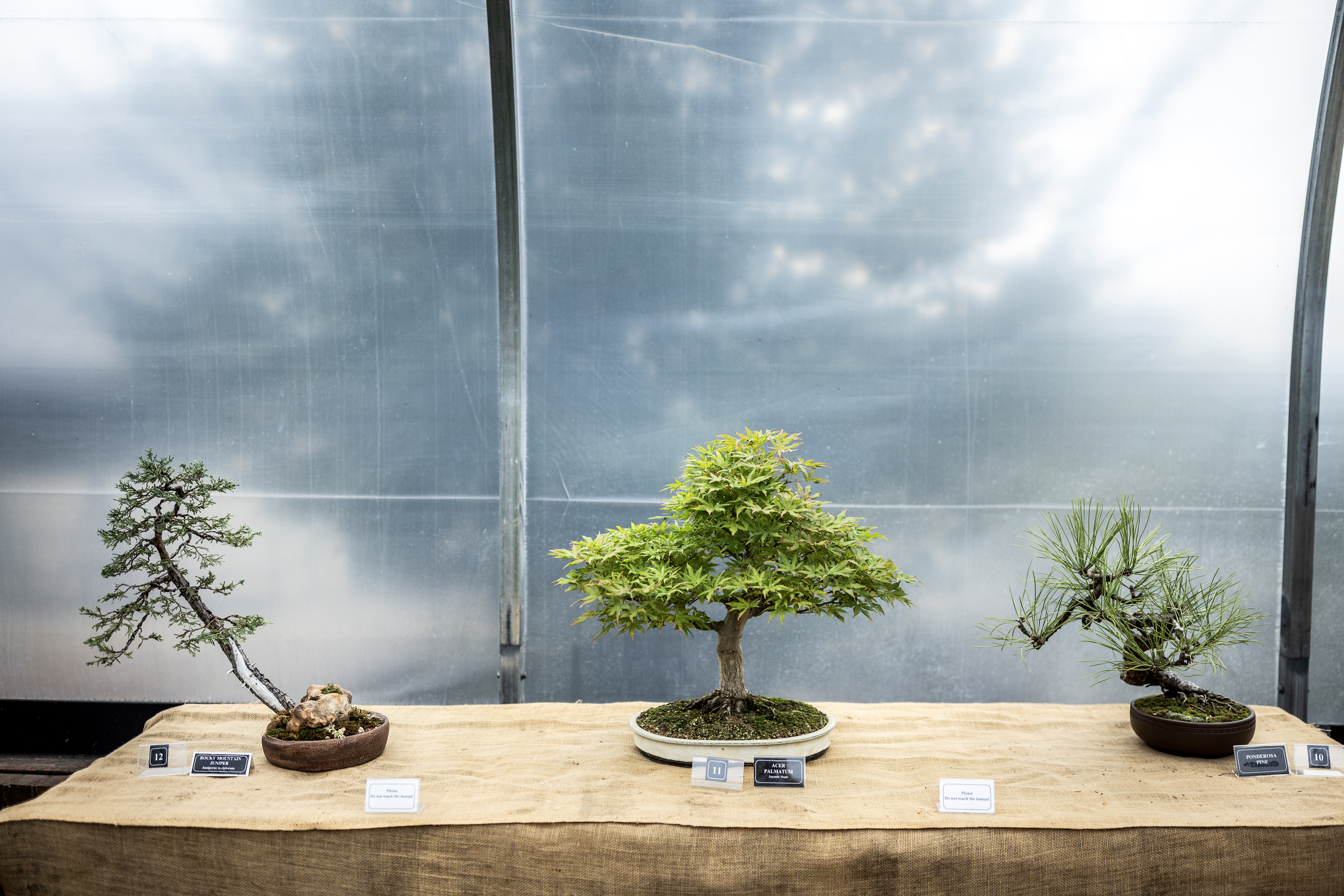 Experience the ancient world of bonsai at central Pa. gardens - pennlive.com