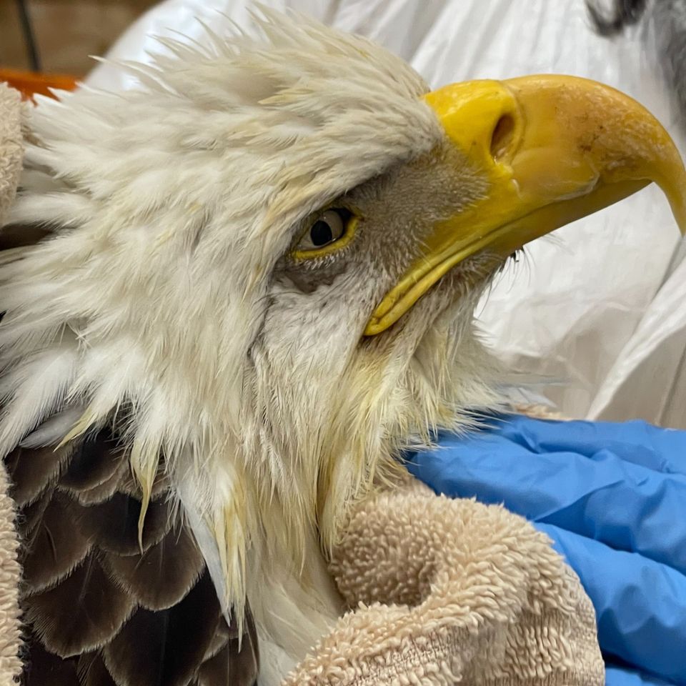 A sickened American bald eagle is in the care of the Skegemog Raptor Center in Traverse City, suspected to have fallen ill from avian influenza.