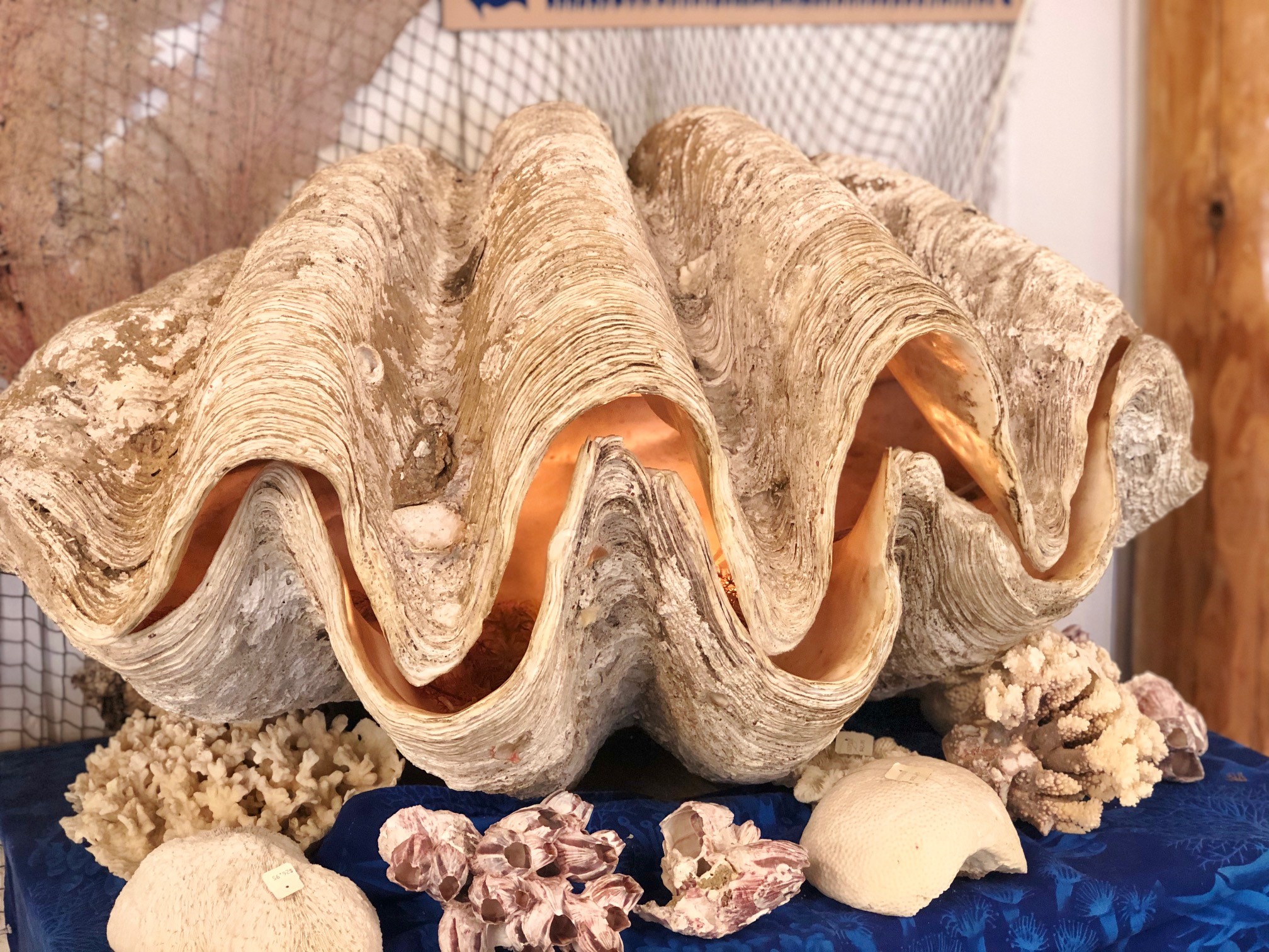 Sea Shell City in Cheboygan, Michigan