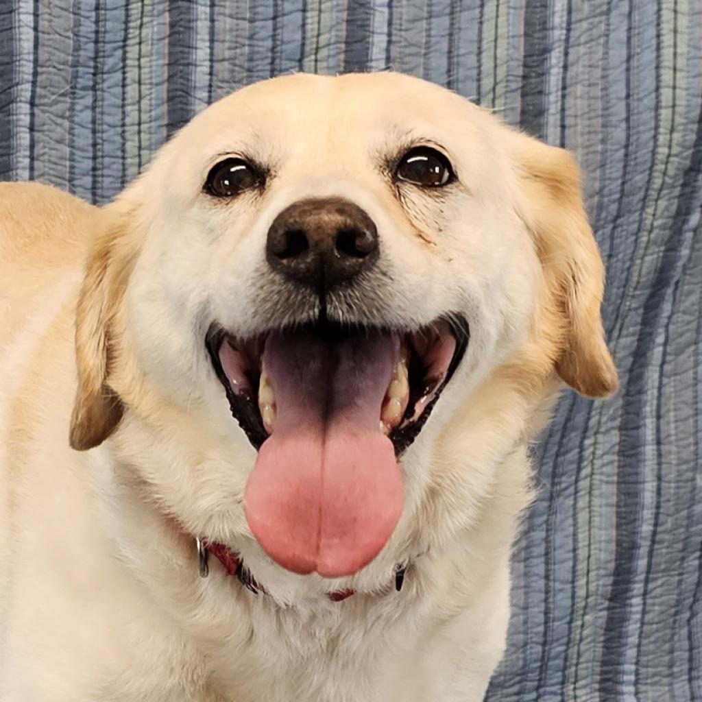 Puppy Bringing Smiles to New York Mets During Service Dog Training