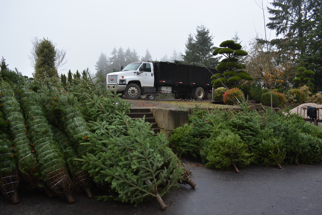 2020 Christmas trees in Oregon