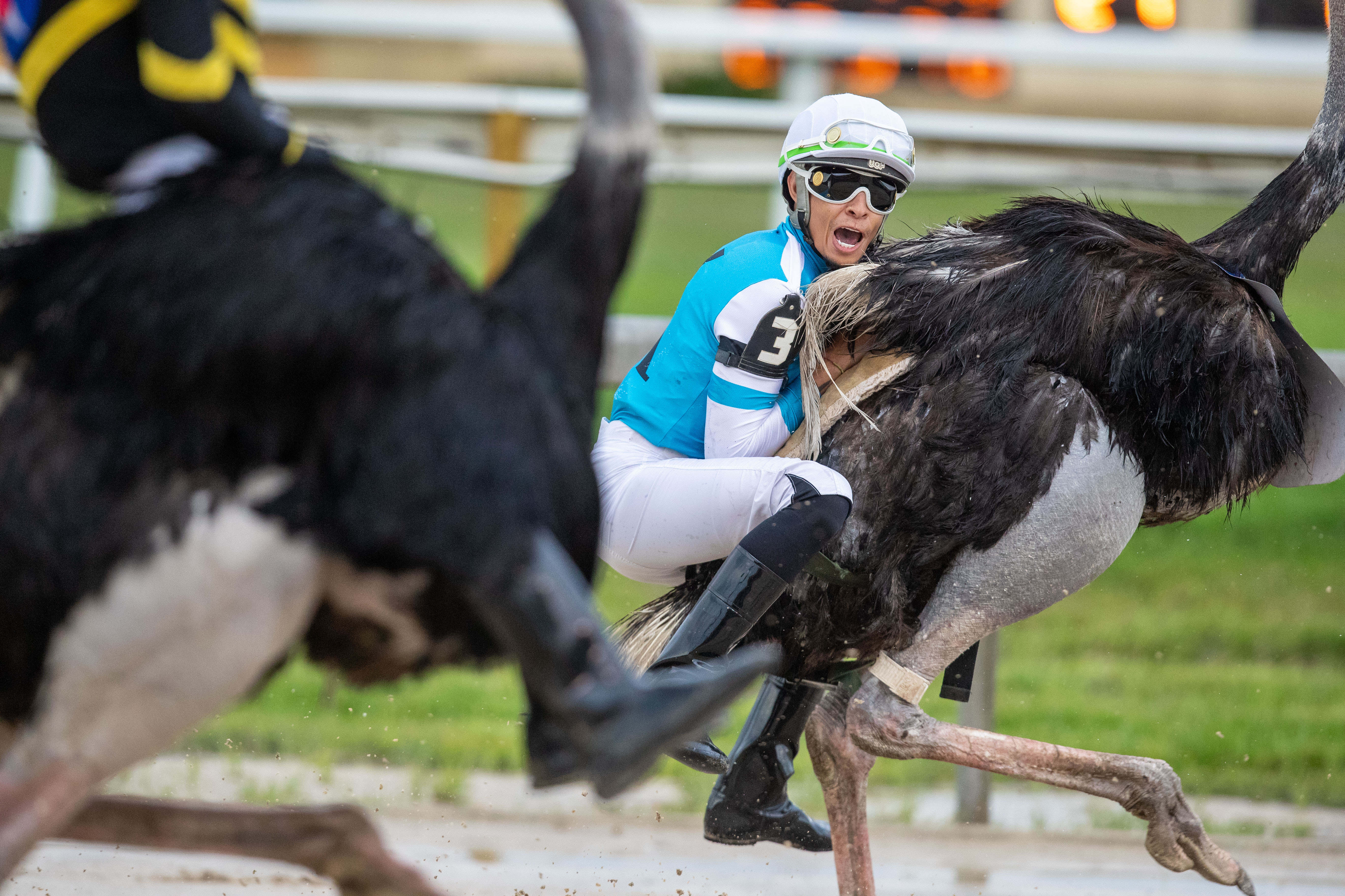Ostrich and camel races at Penn National - pennlive.com