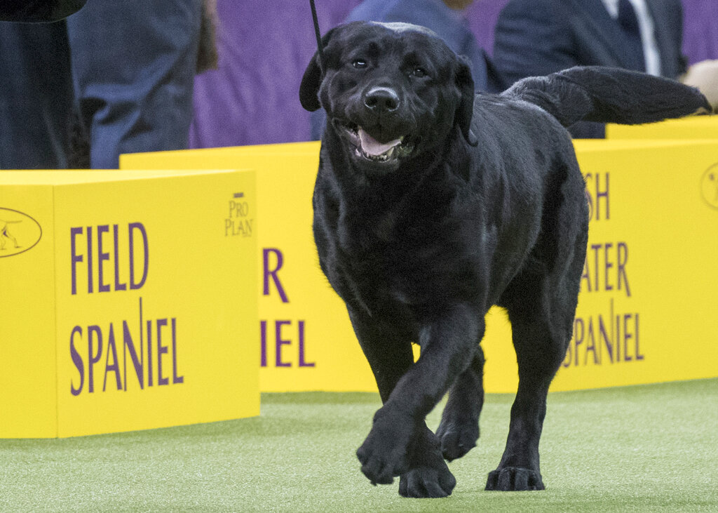 Top dogs for 2022 released by AKC: what breeds are on the rise? -  