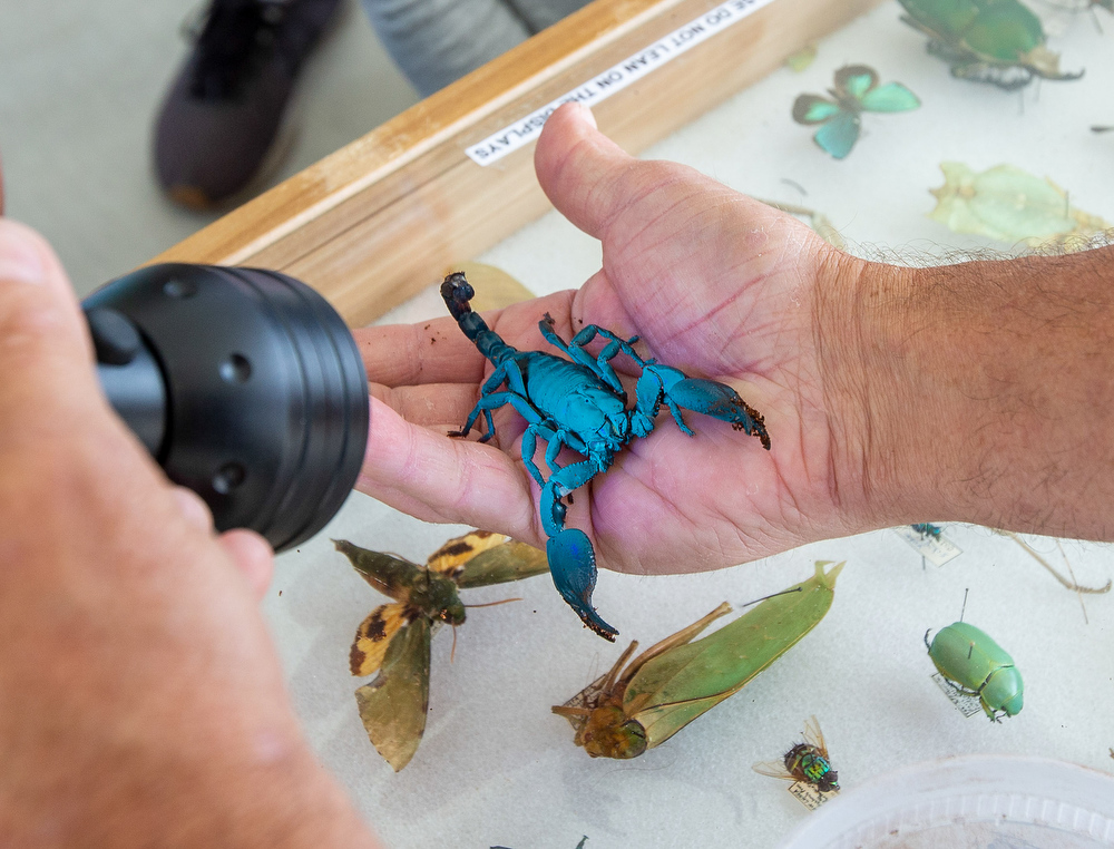 Bug O’Rama at Hershey Gardens - pennlive.com