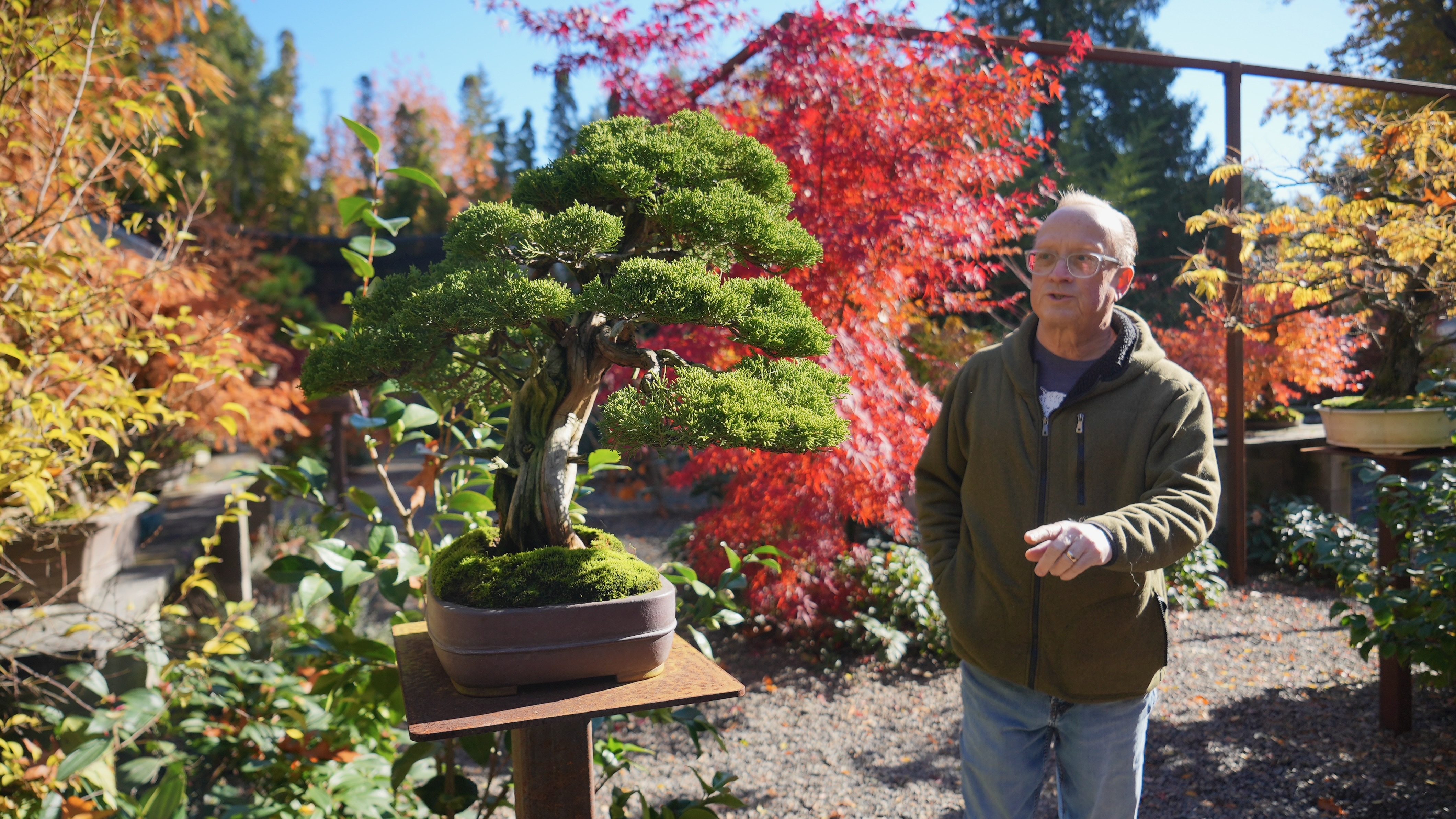 Where to buy bonsai plants and learn the art in Portland – Here is