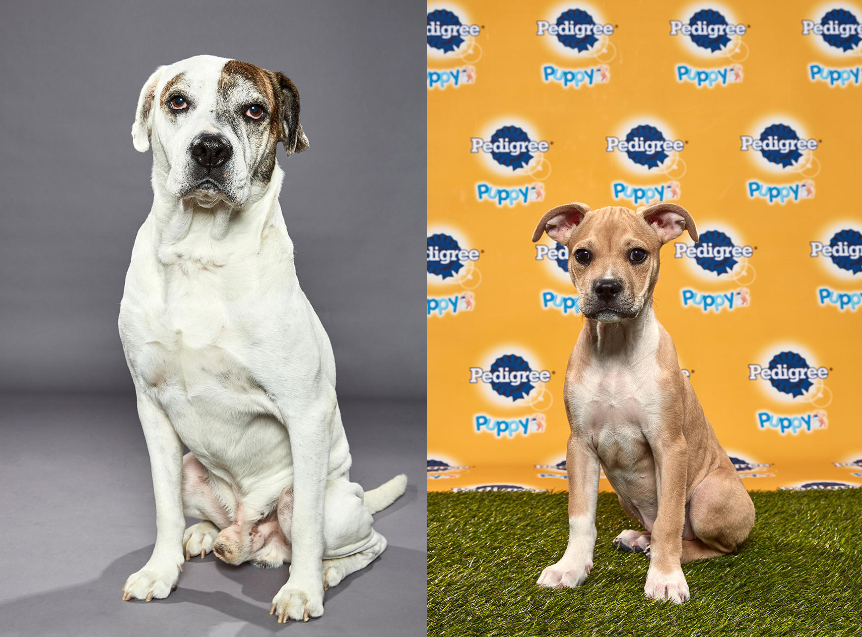 Pedigree puppy bowl hotsell