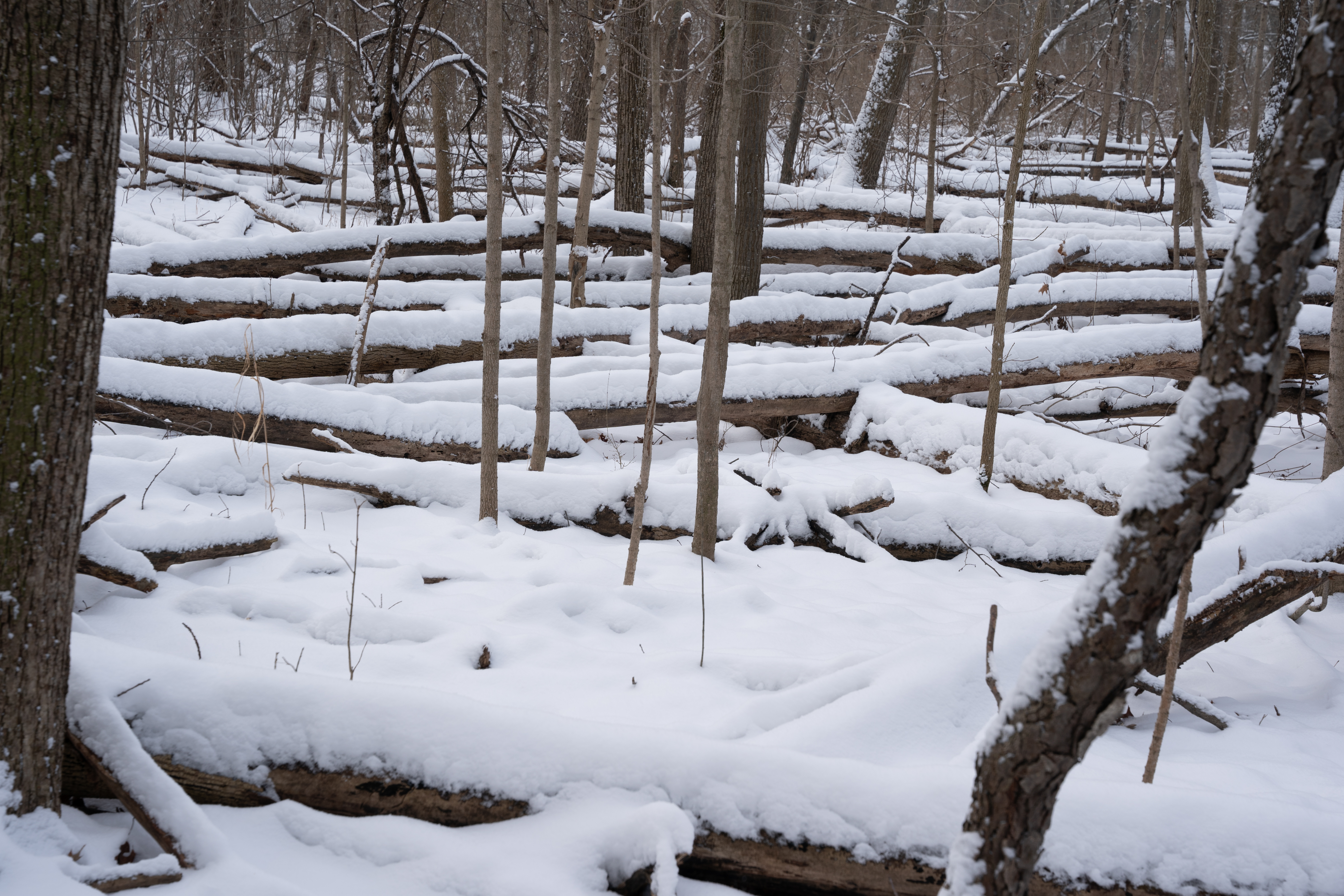 January 17, 2022 – Winter Trees – Barton Arboretum and Nature Preserve