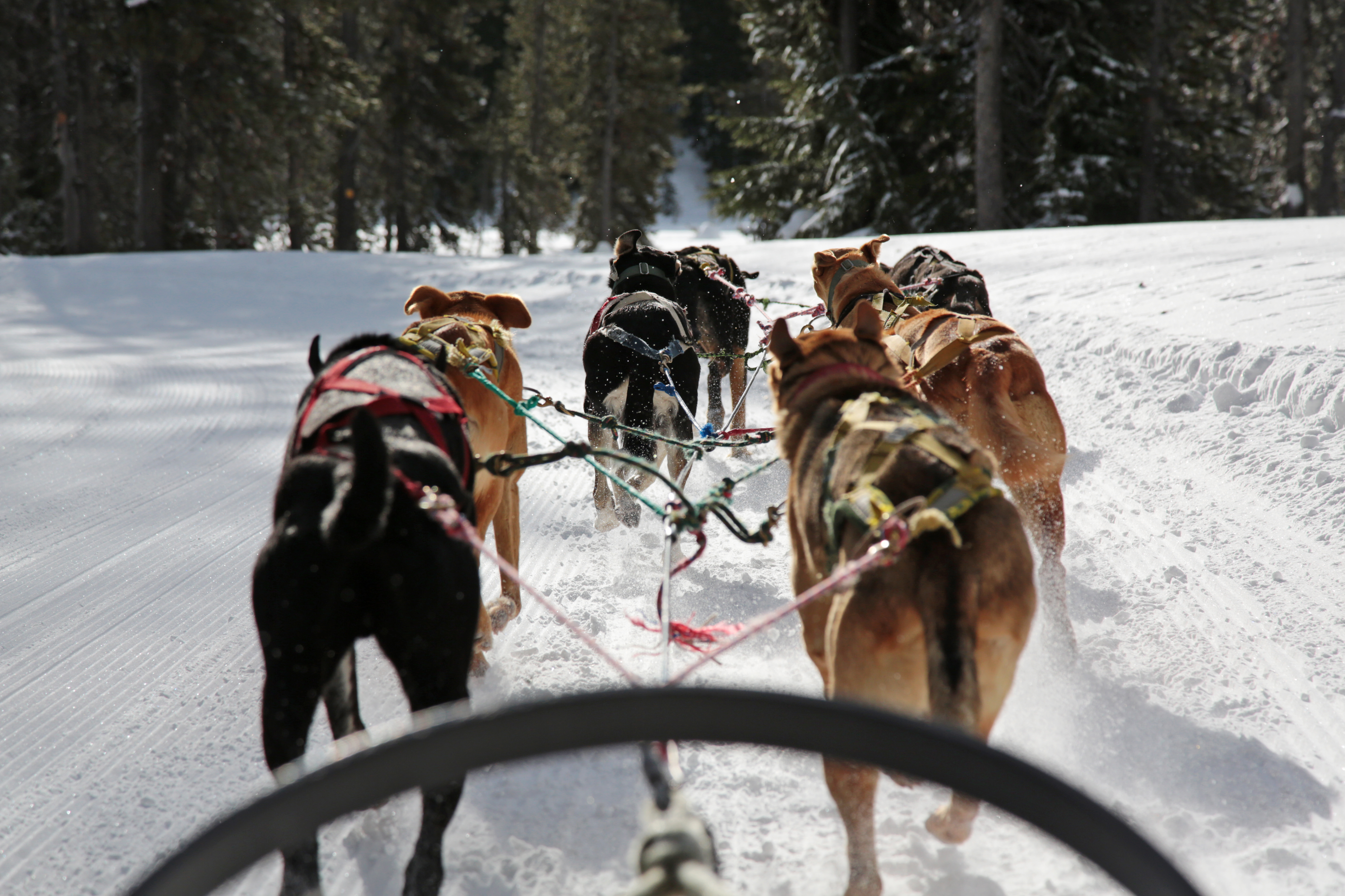 why do dog sled drivers say mush