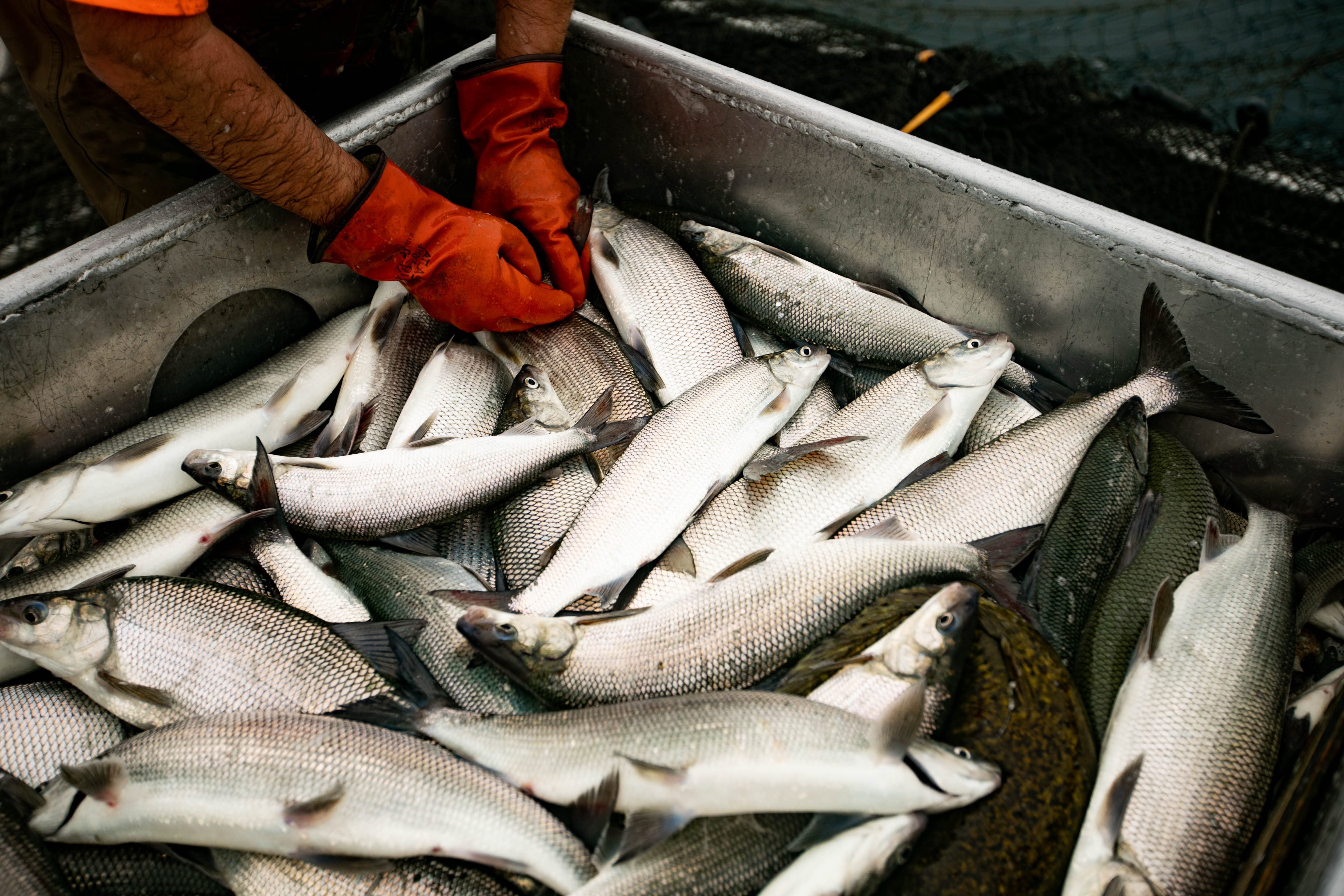 DNR begins work toward commercial take of lake trout in Lake Michigan