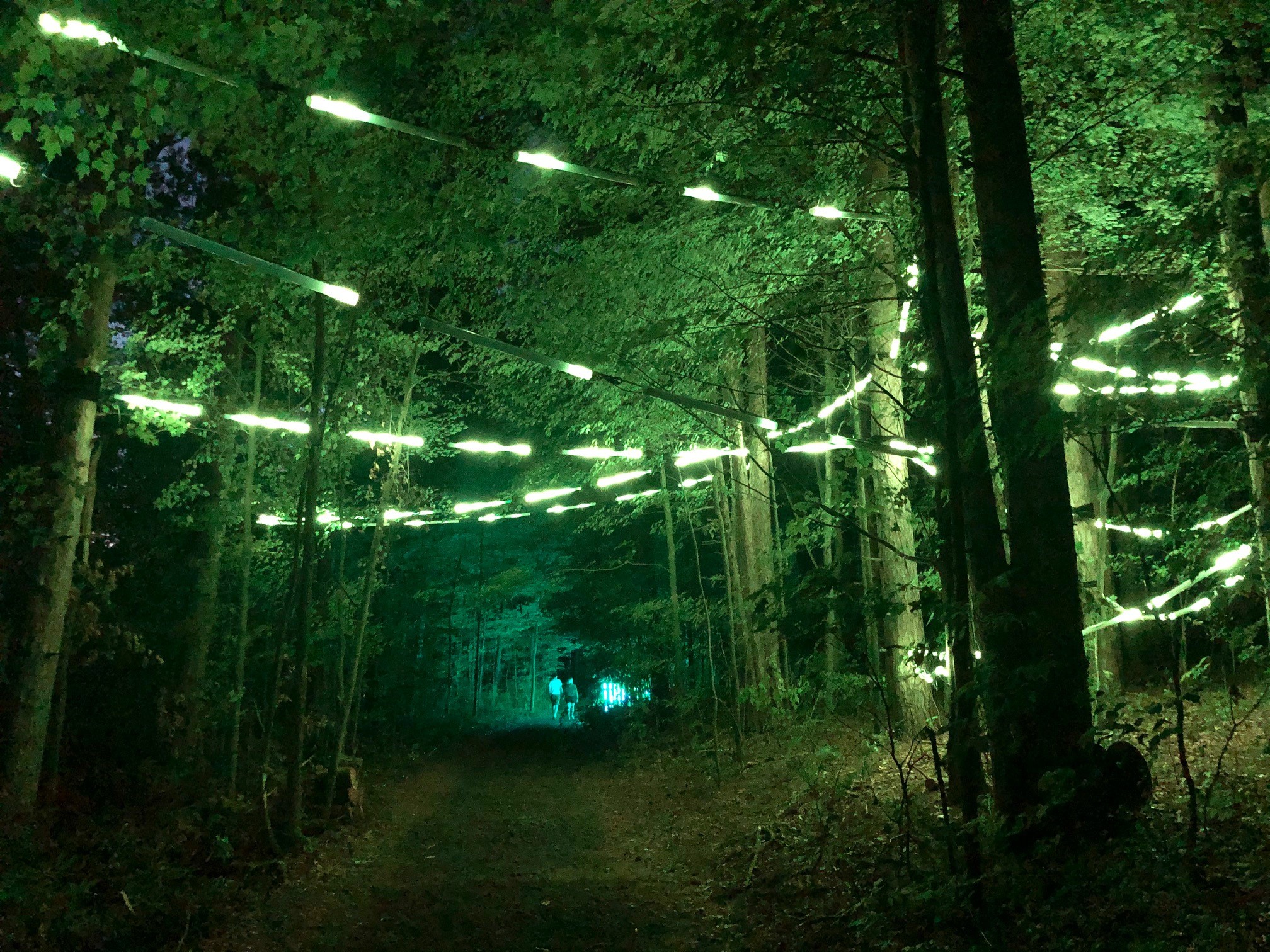 Nathaniel Ward Tage af Learner Michigan forest transformed into interactive sensory light show - mlive.com