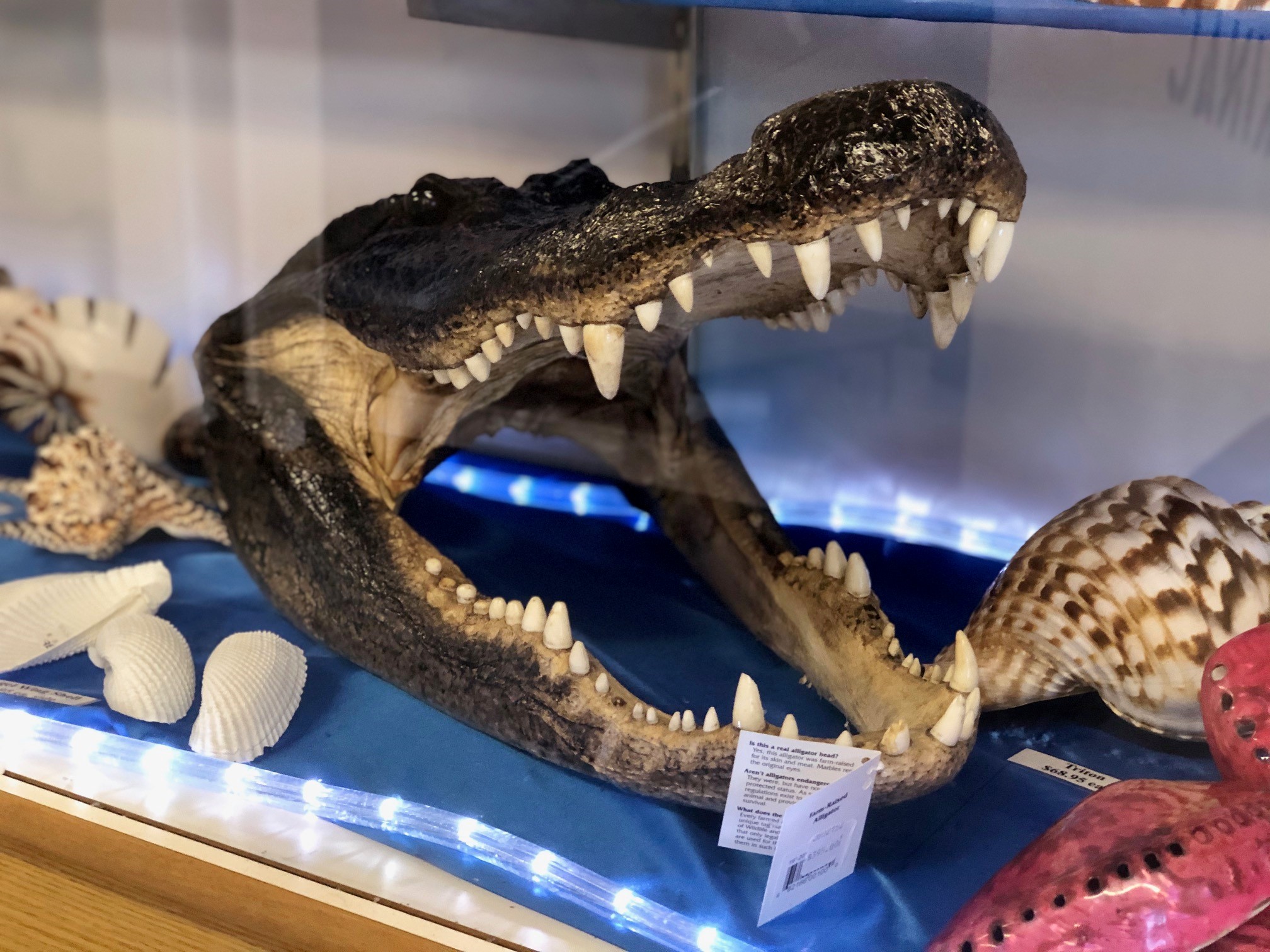 Sea Shell City in Cheboygan, Michigan